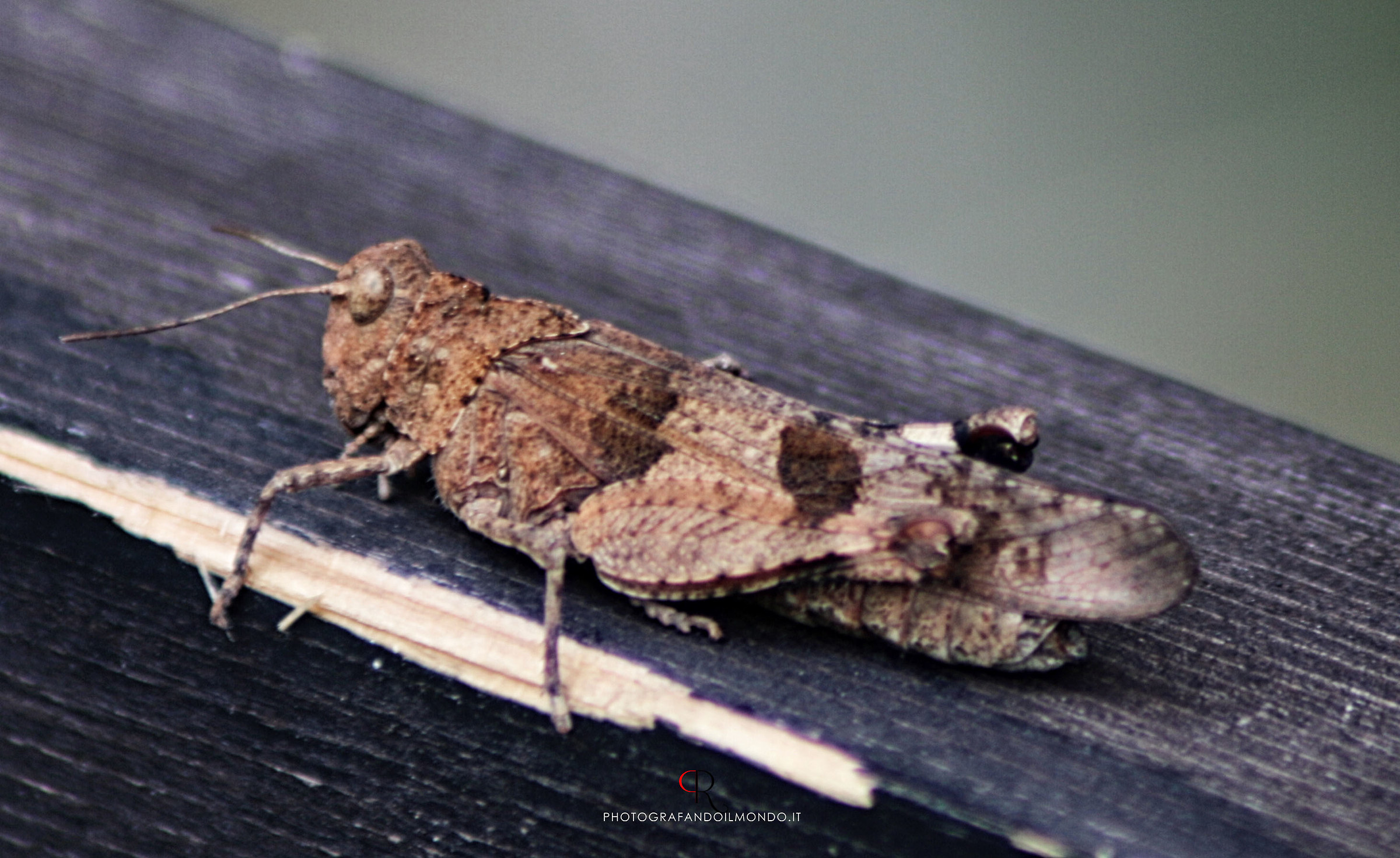 Grasshopper Life Style