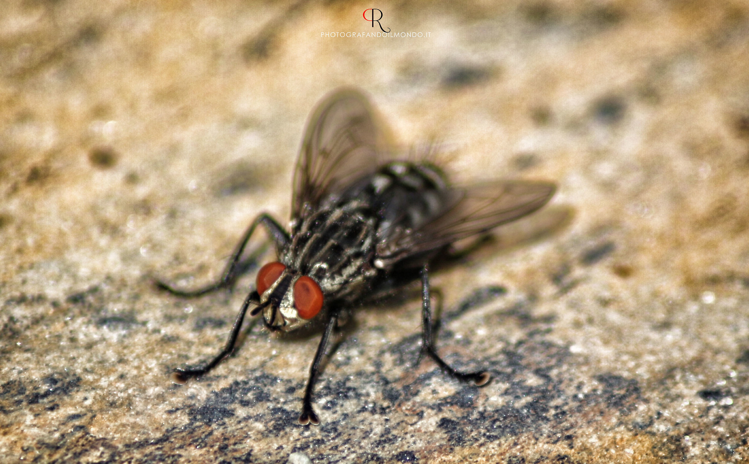 Moscone with motorcycle goggles