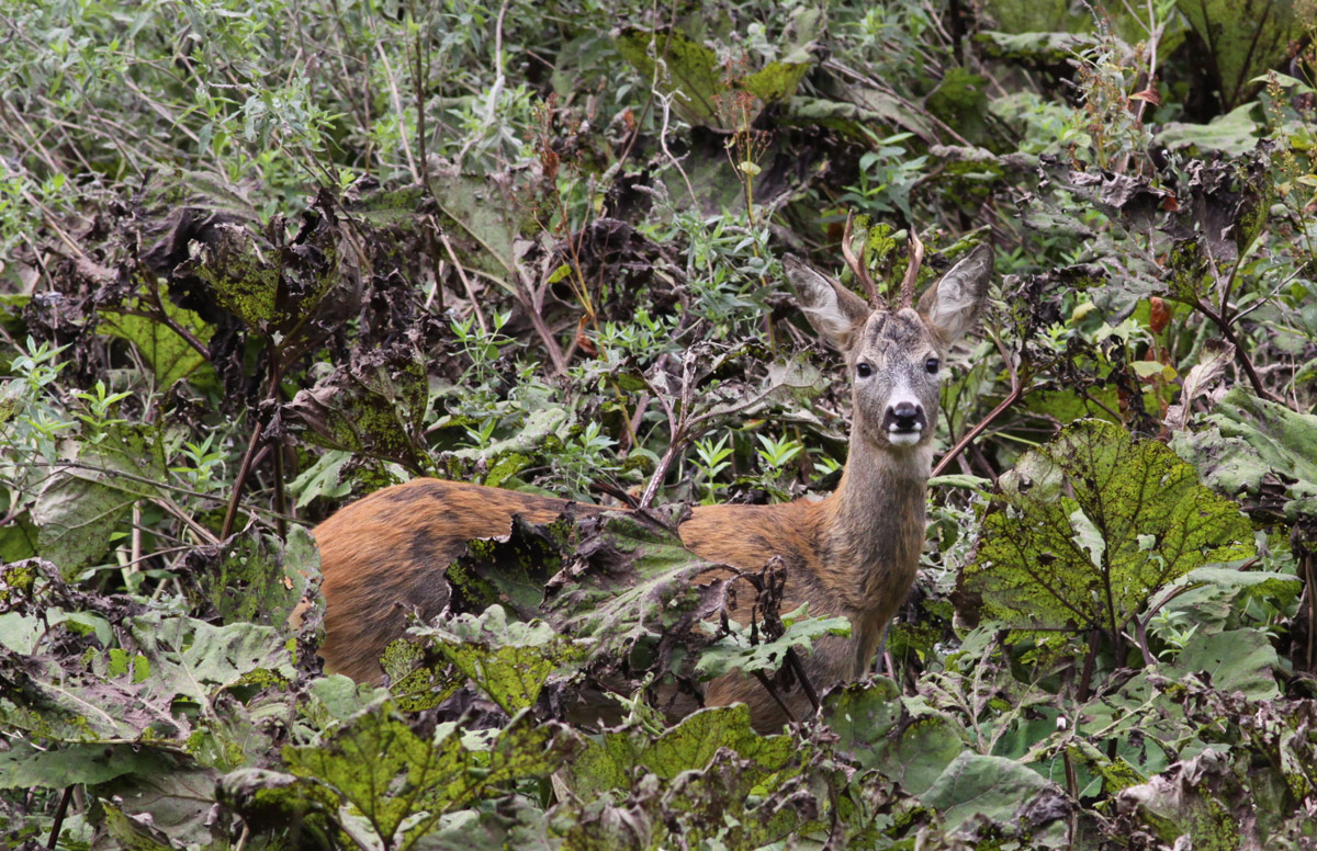 capriolo mimetizzato