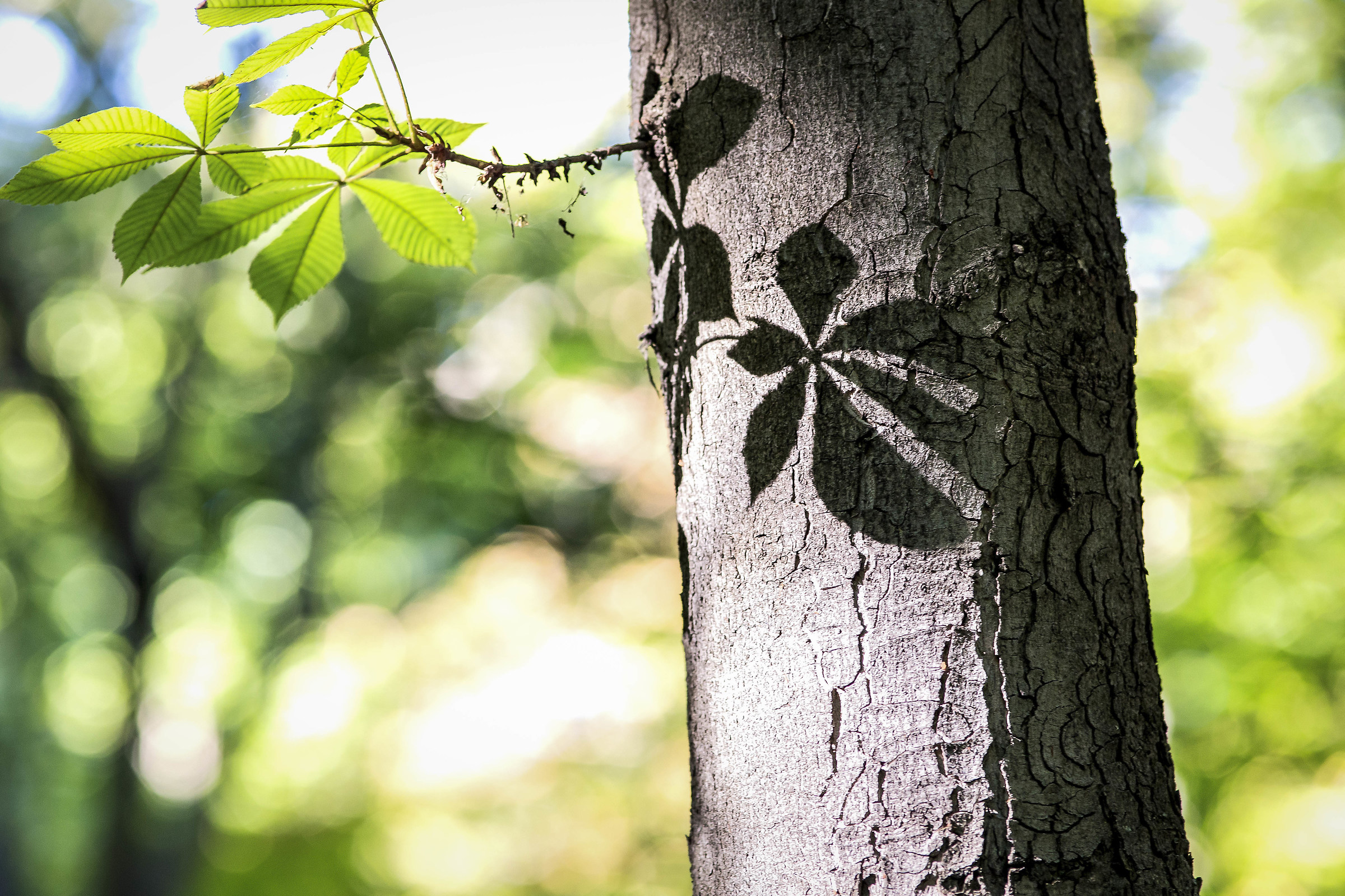 Riflesso di una semplice foglia