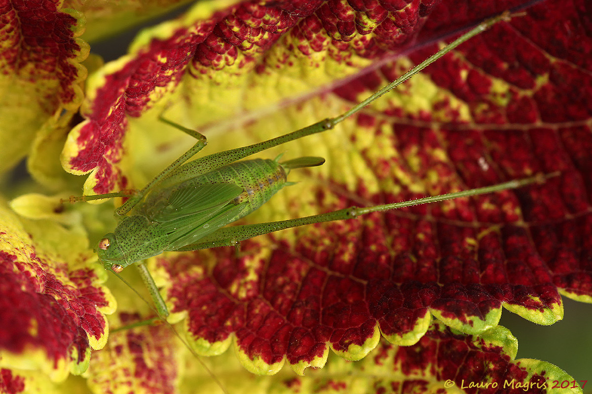 Red Green and Yellow