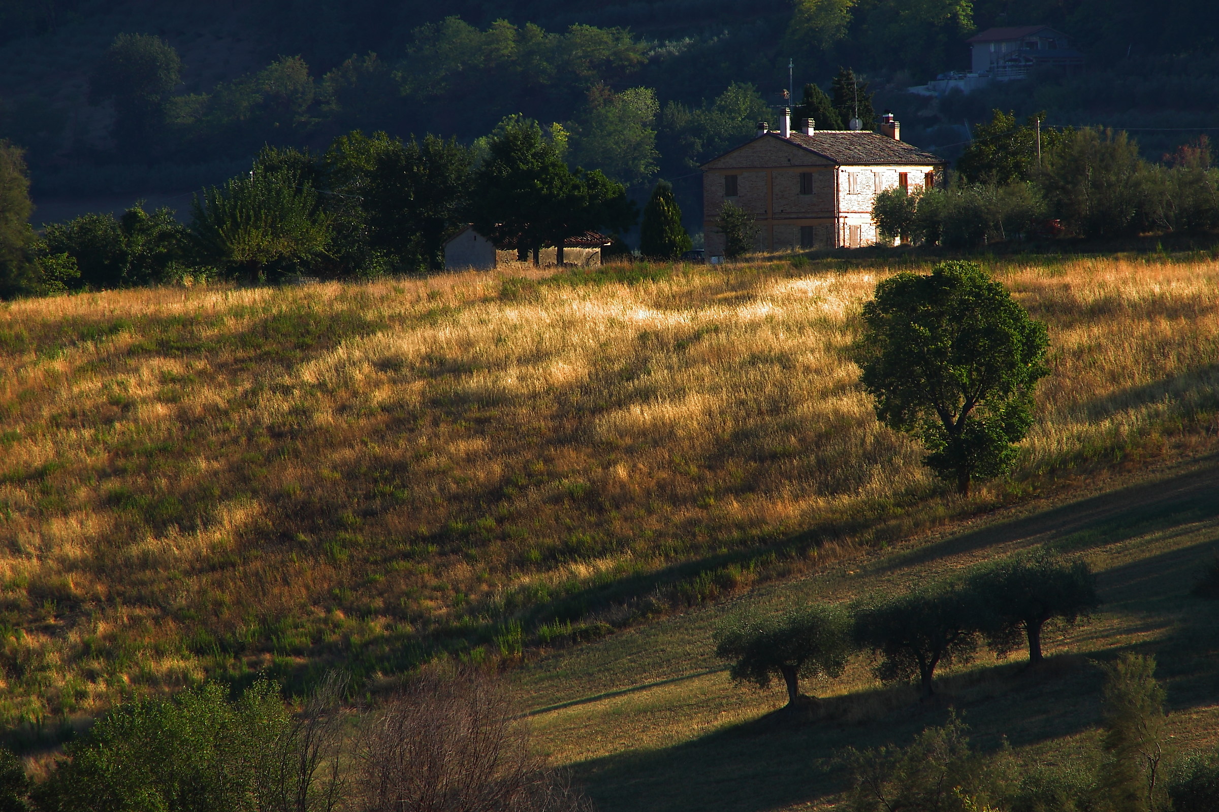The hills around Cartoceto (pu)