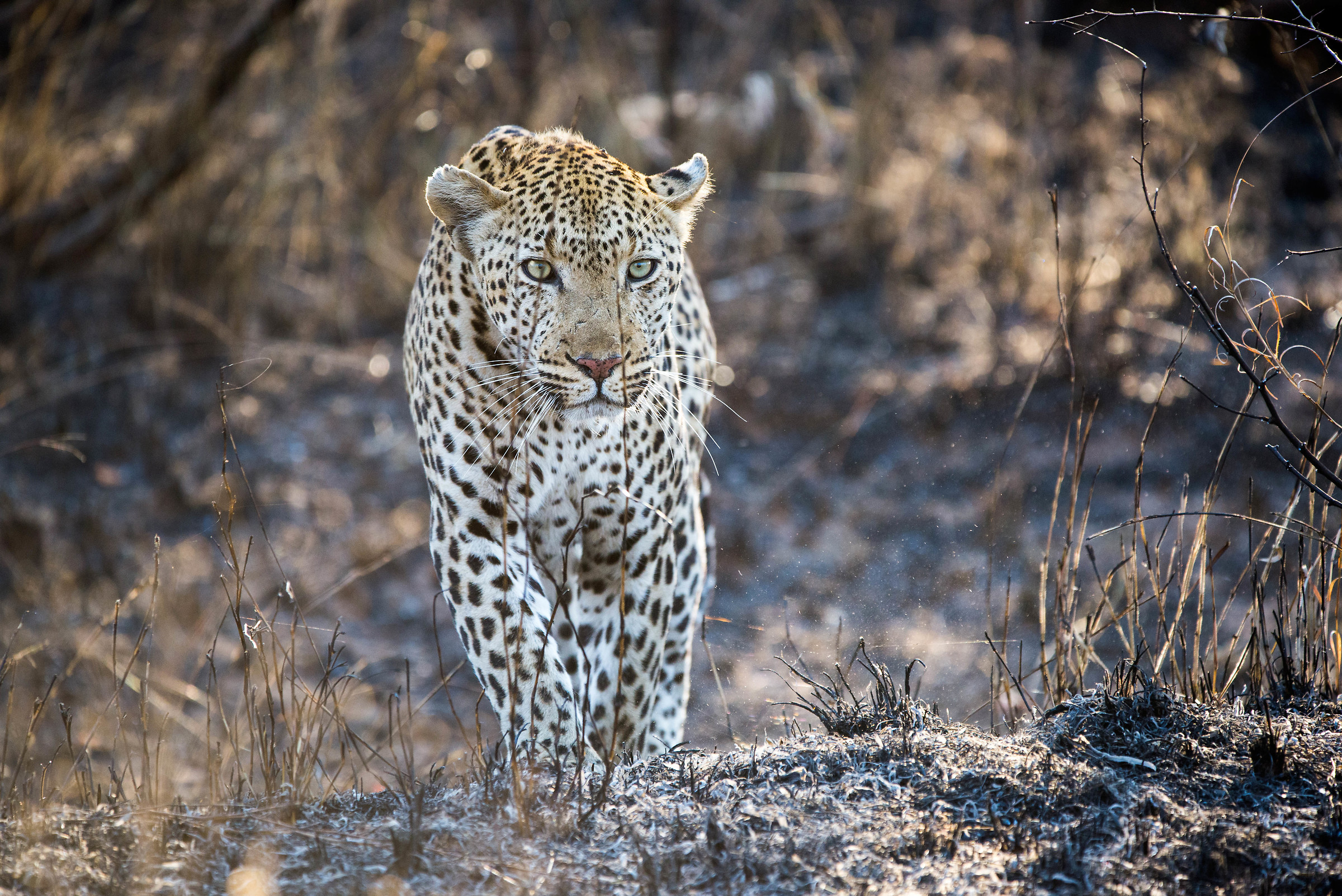 Leopardo, Kruger National Park
