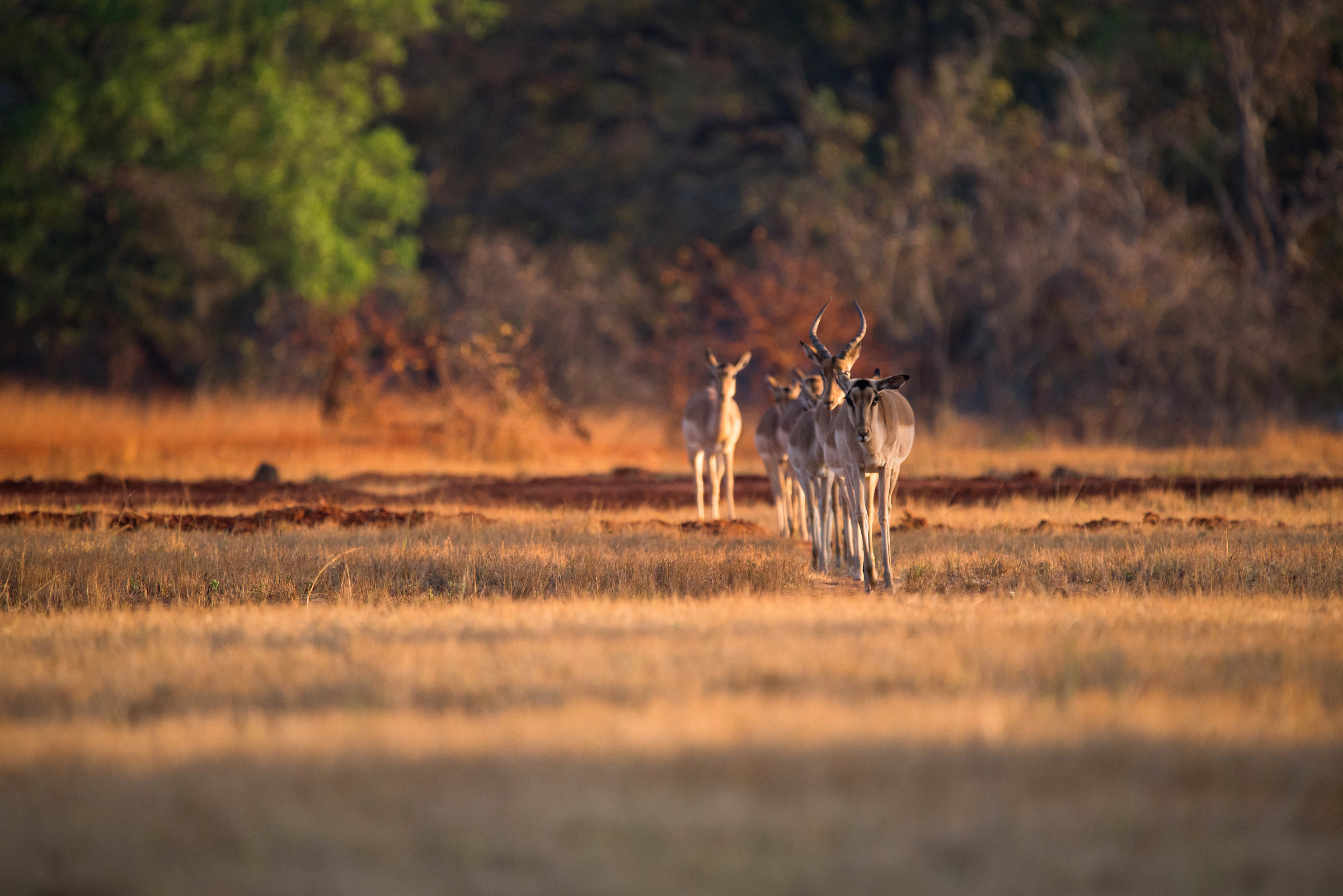 Impala, Swaziland