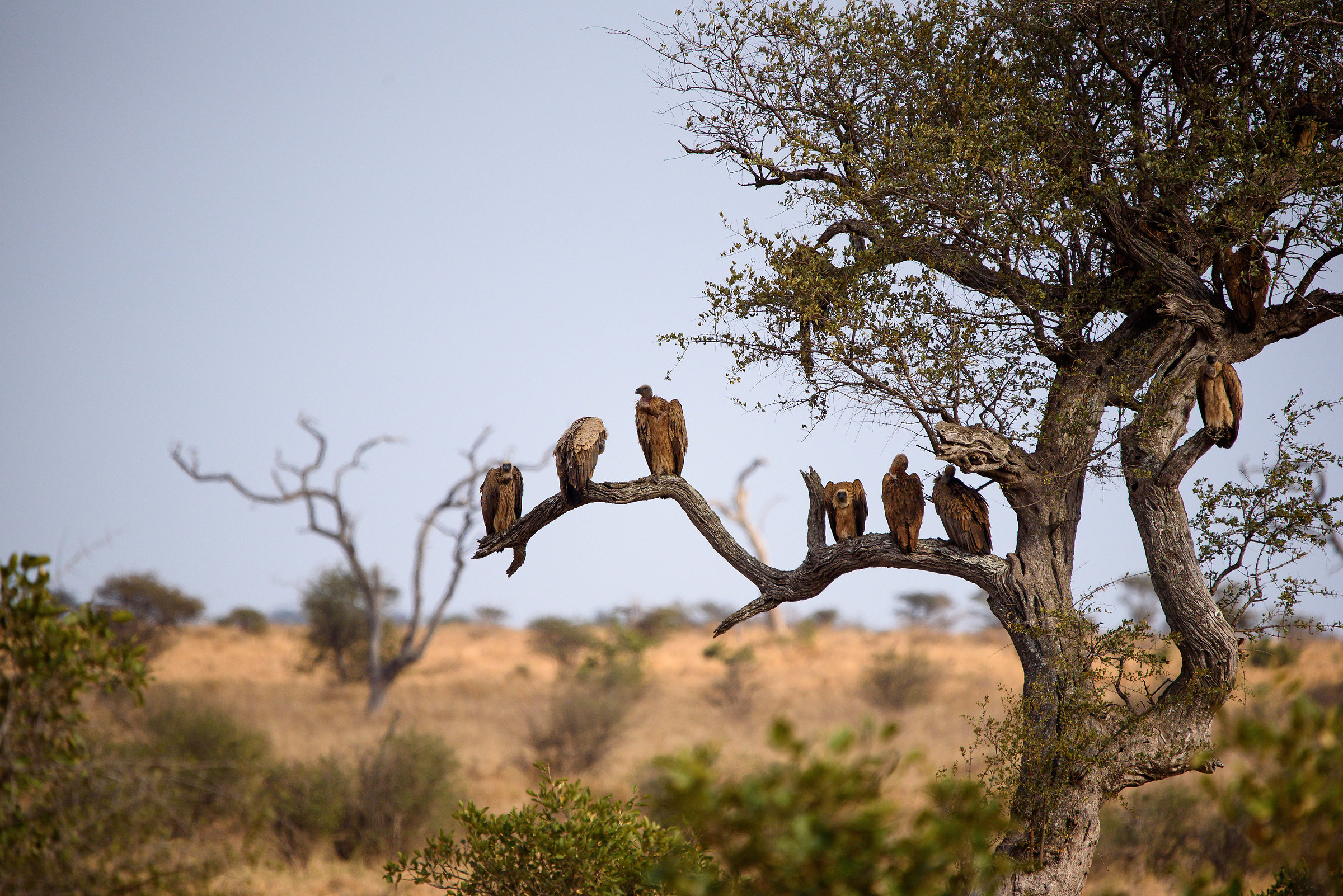 L'albero del malaugurio