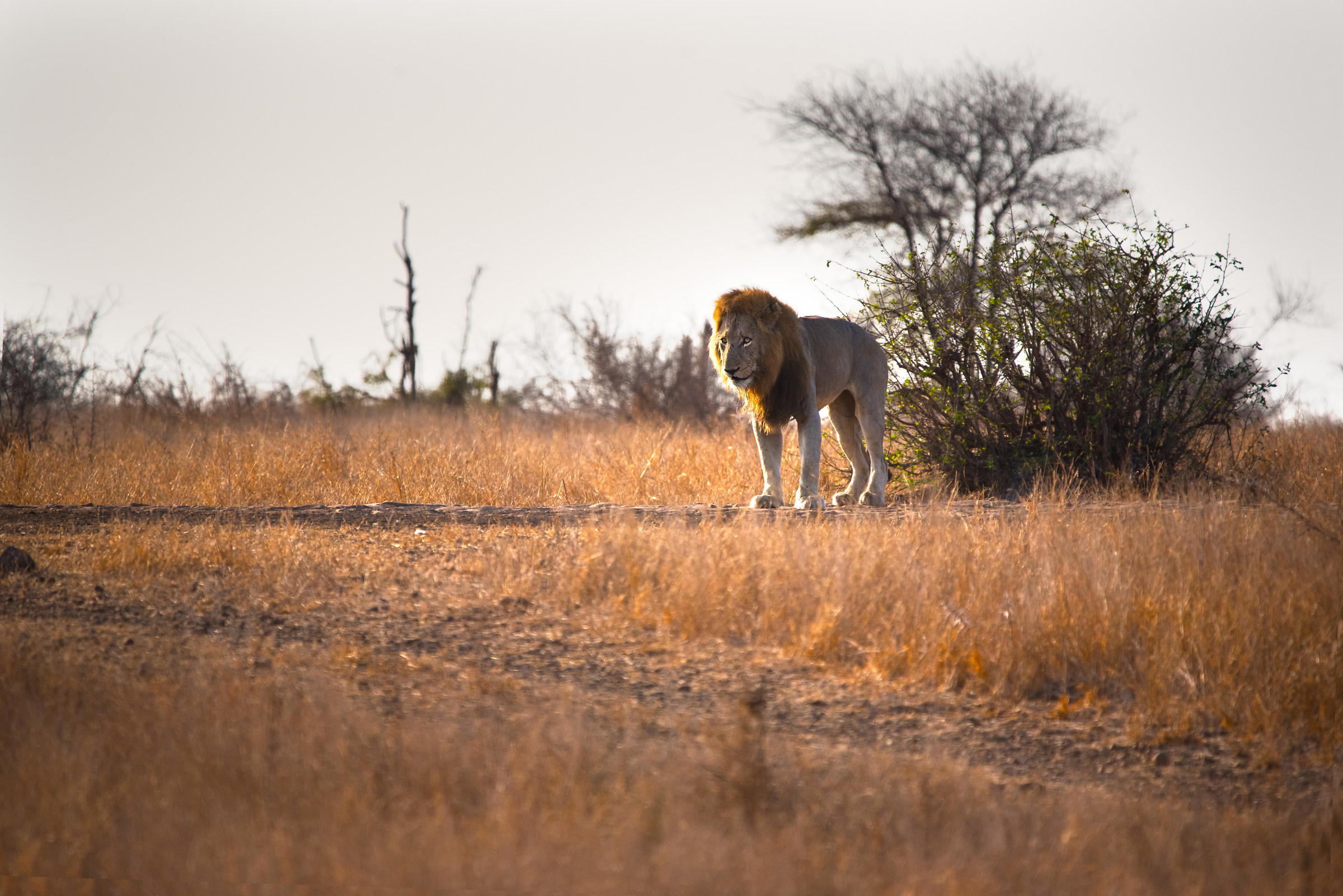 There's only one king