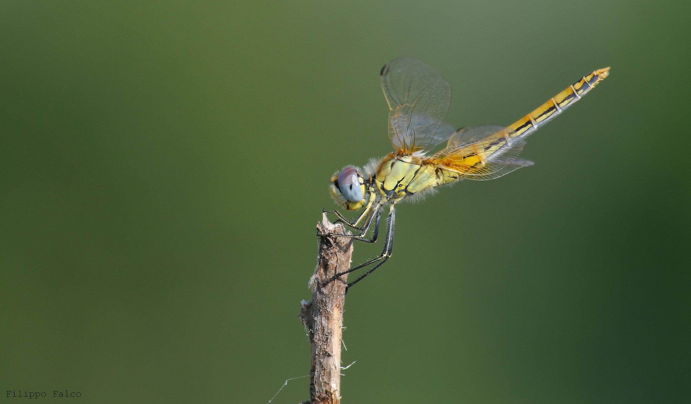 Libellula