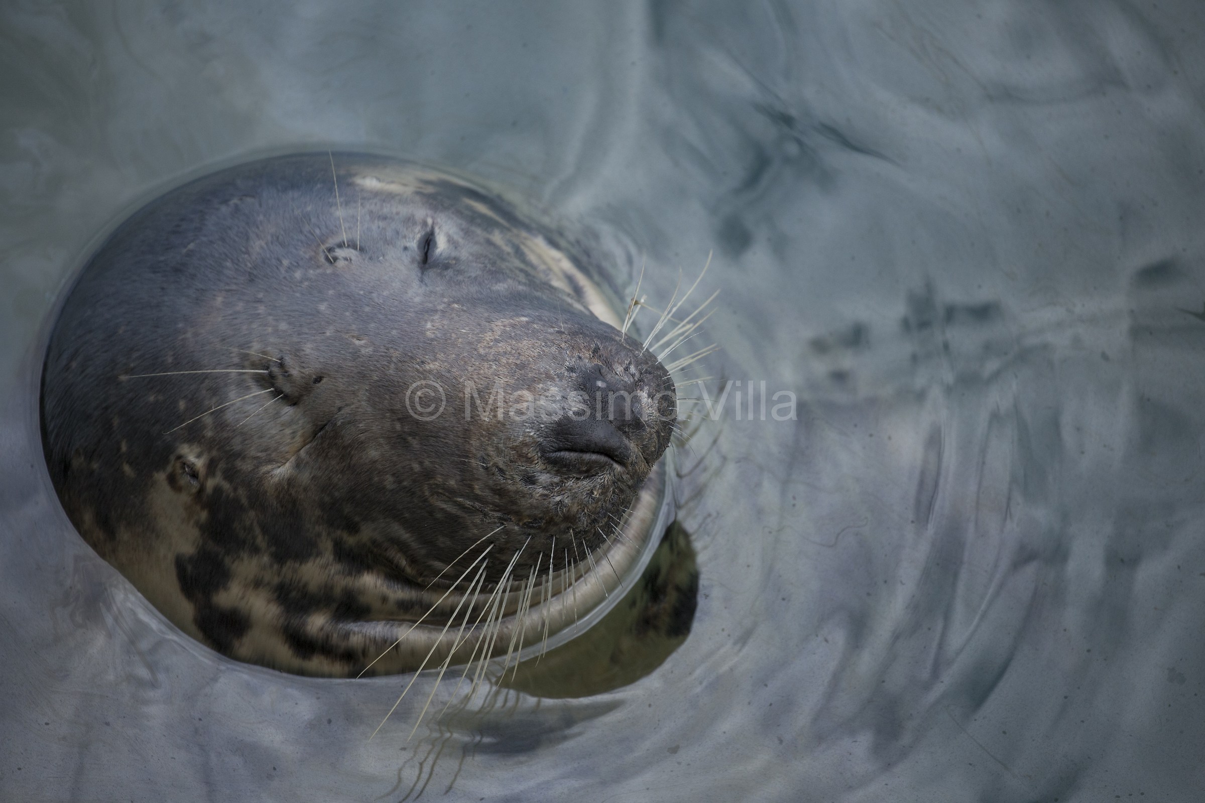 Foca at Howth Harbor - Ireland