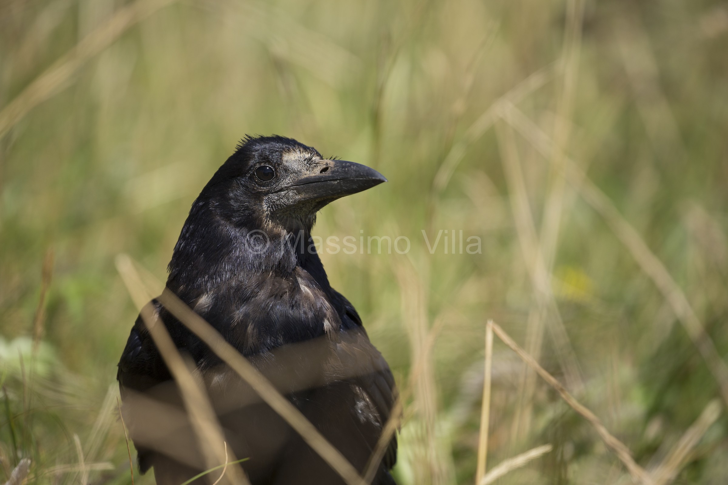 Common crow