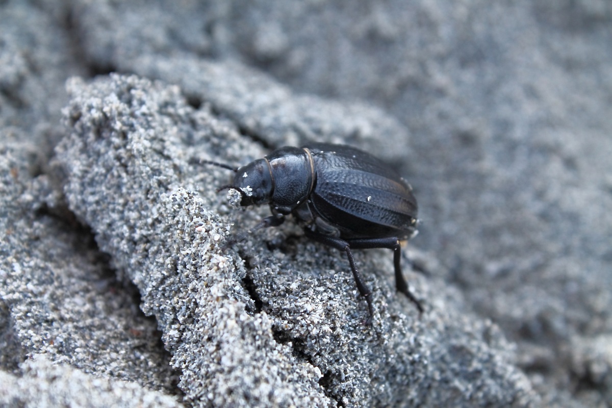 black beetle