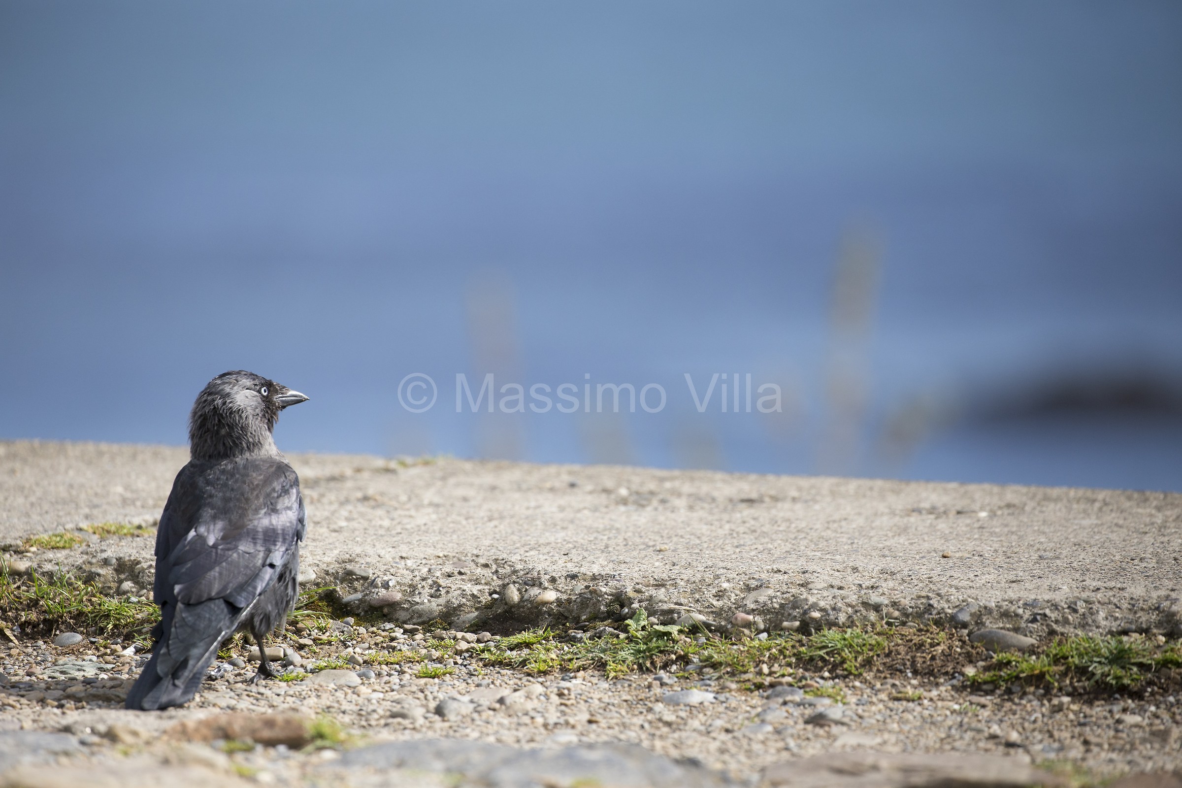 Jackdaw