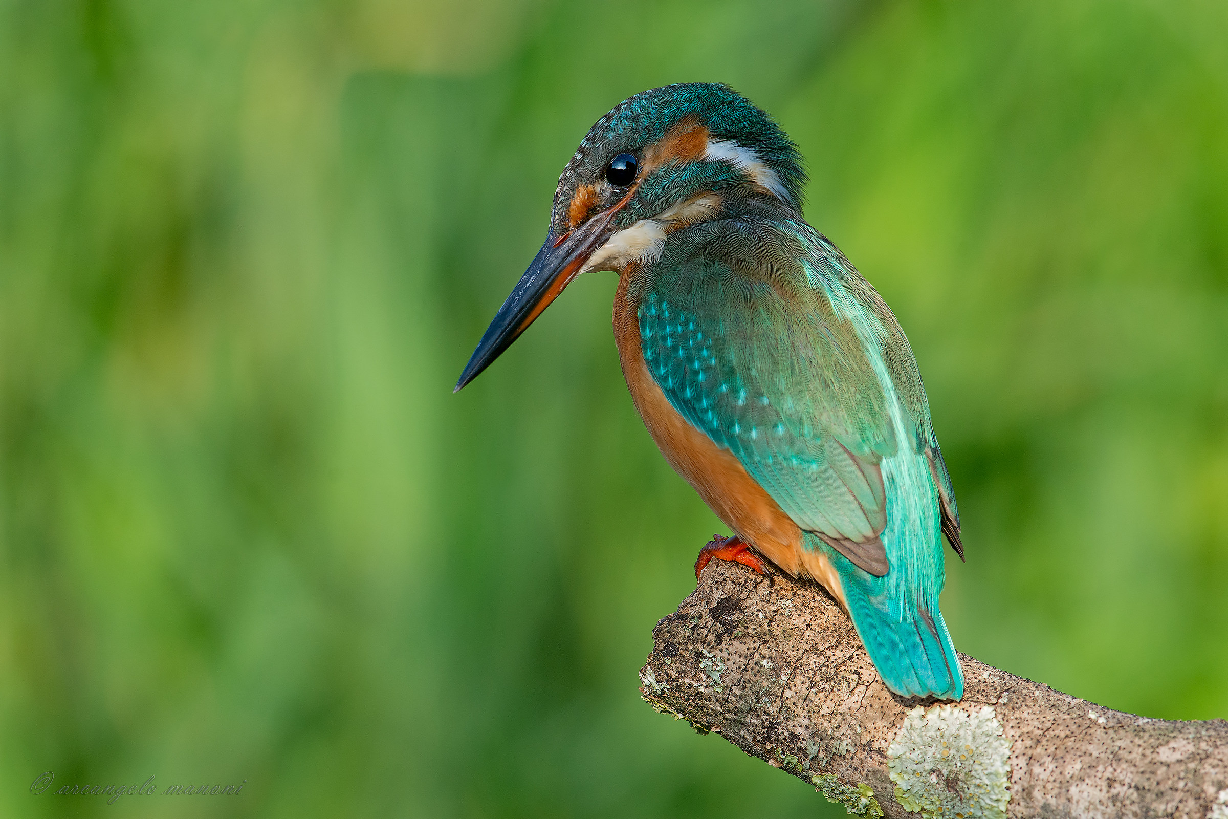 Impegnato nella pesca