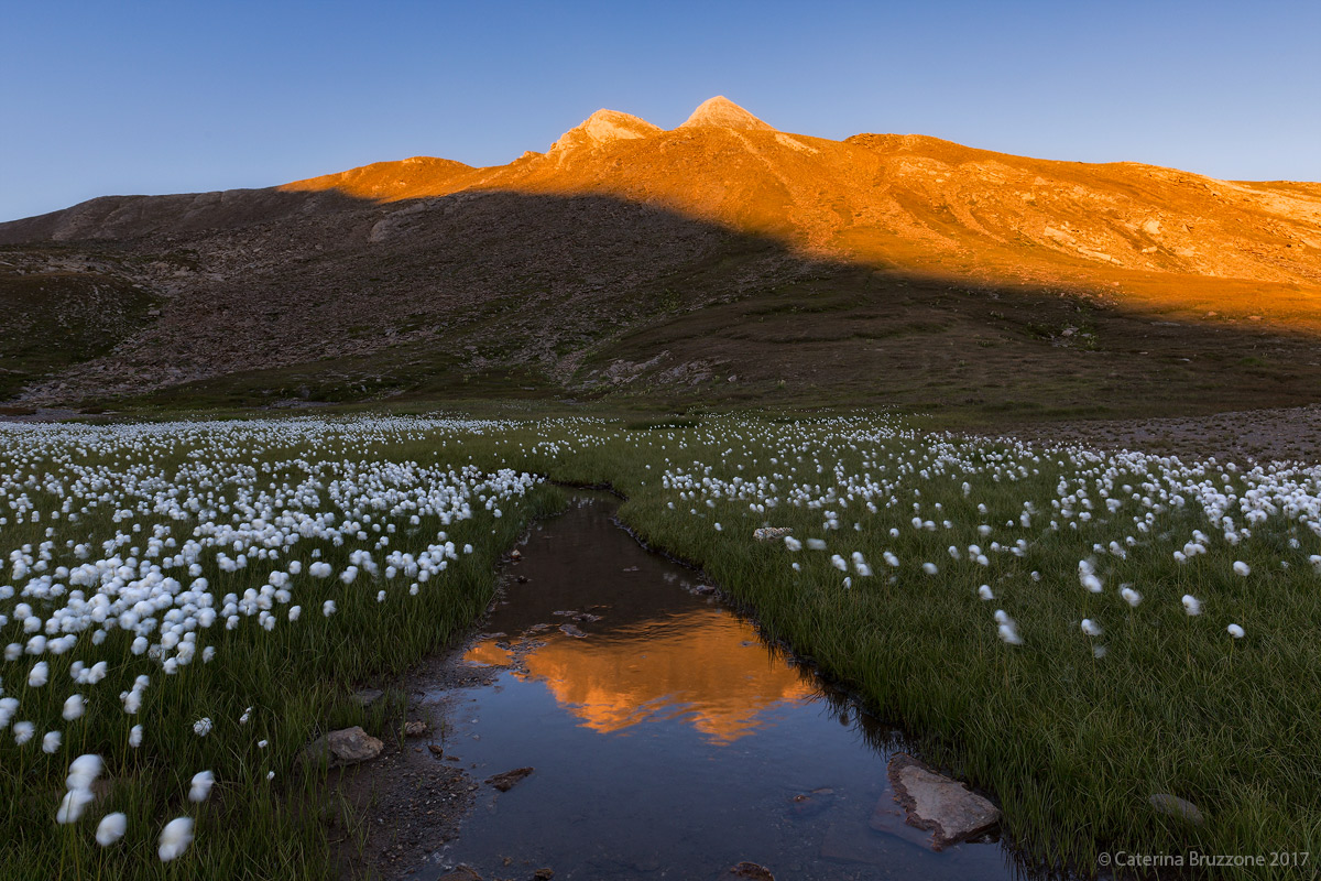 The "wool" of the Lamb