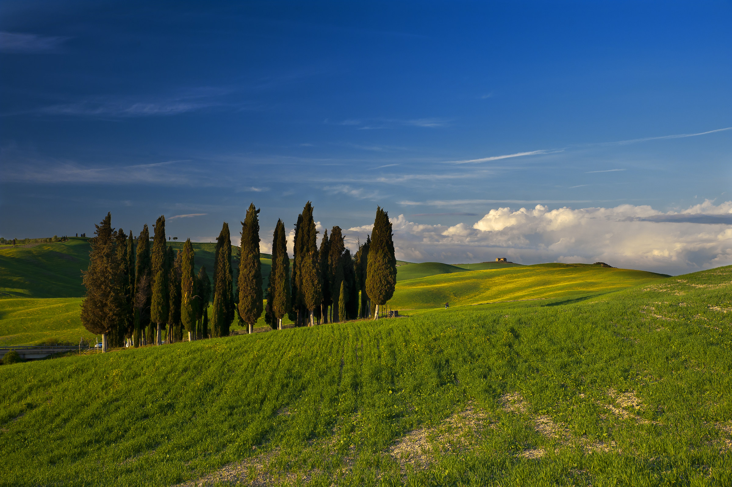 Cipressetti della Val d'Orcia 2