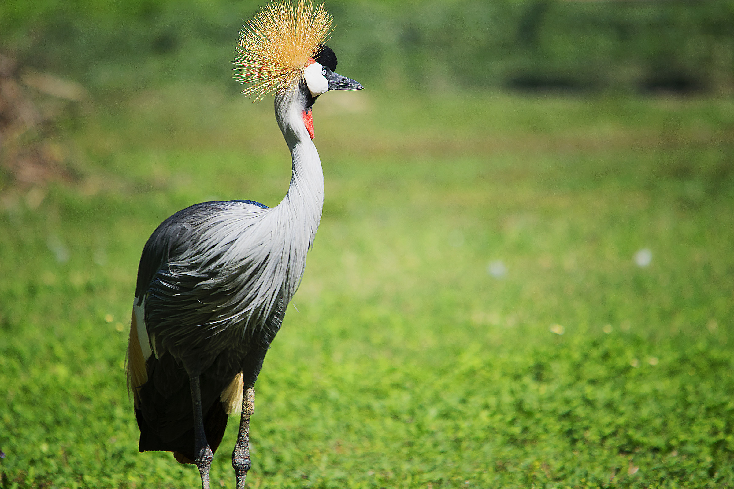 Gru Coronata (Sua Maestosità e Intolleranza)