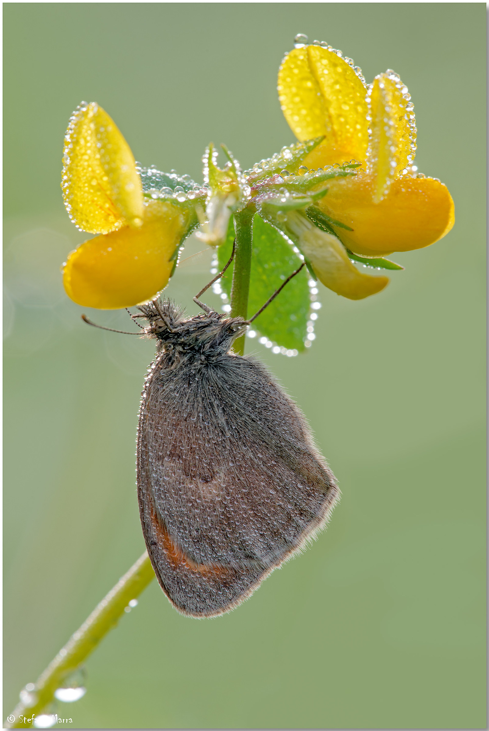 Coenonympha pamphilus e rugiada
