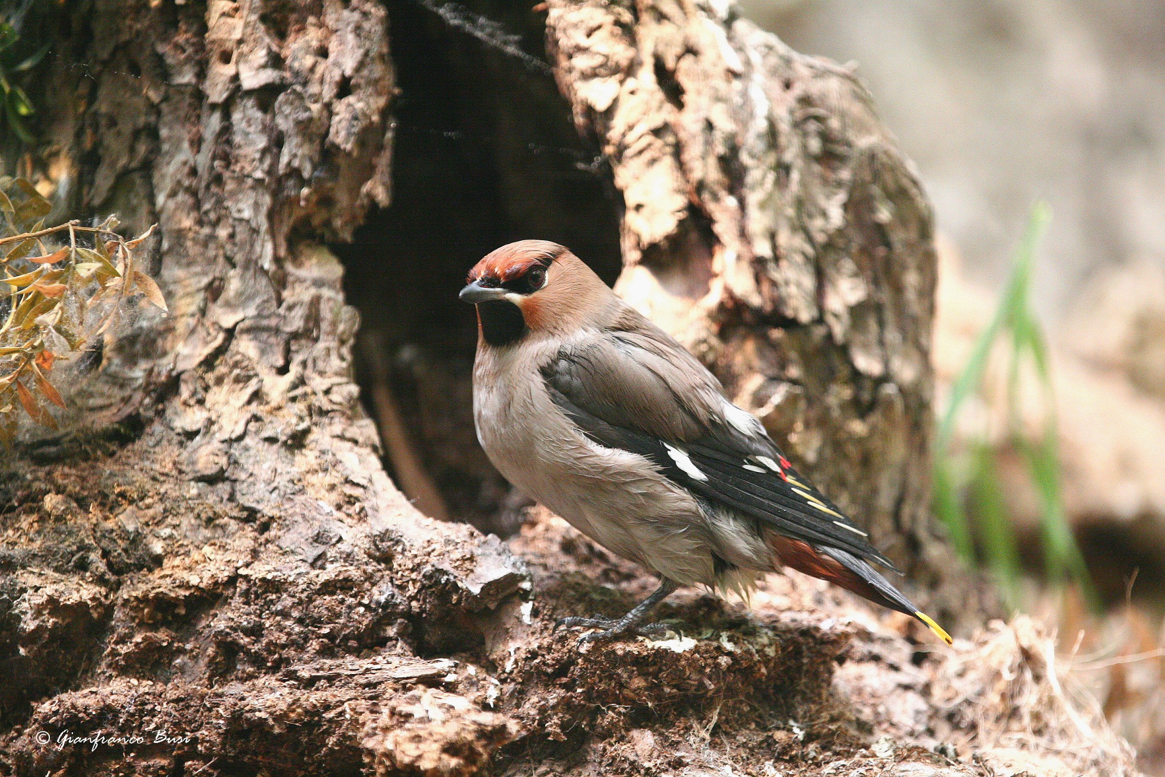 beccofrosone - bombycilla garrulus