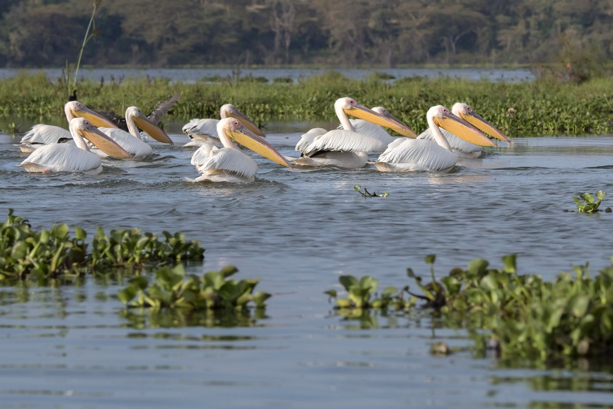 On Lake Naivasha