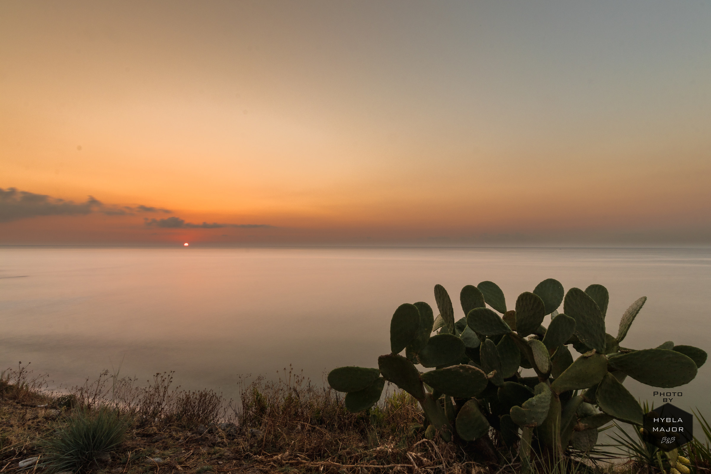 Figs of India at dawn