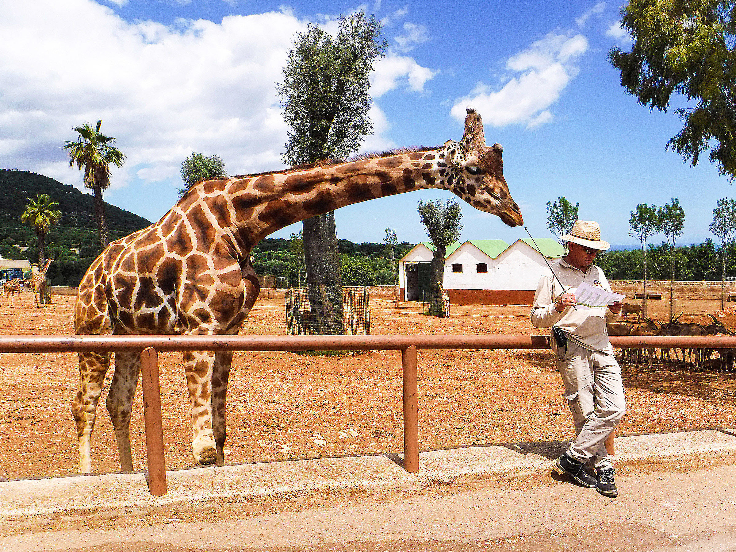 The giraffe curiosona !!! ^ _ ^