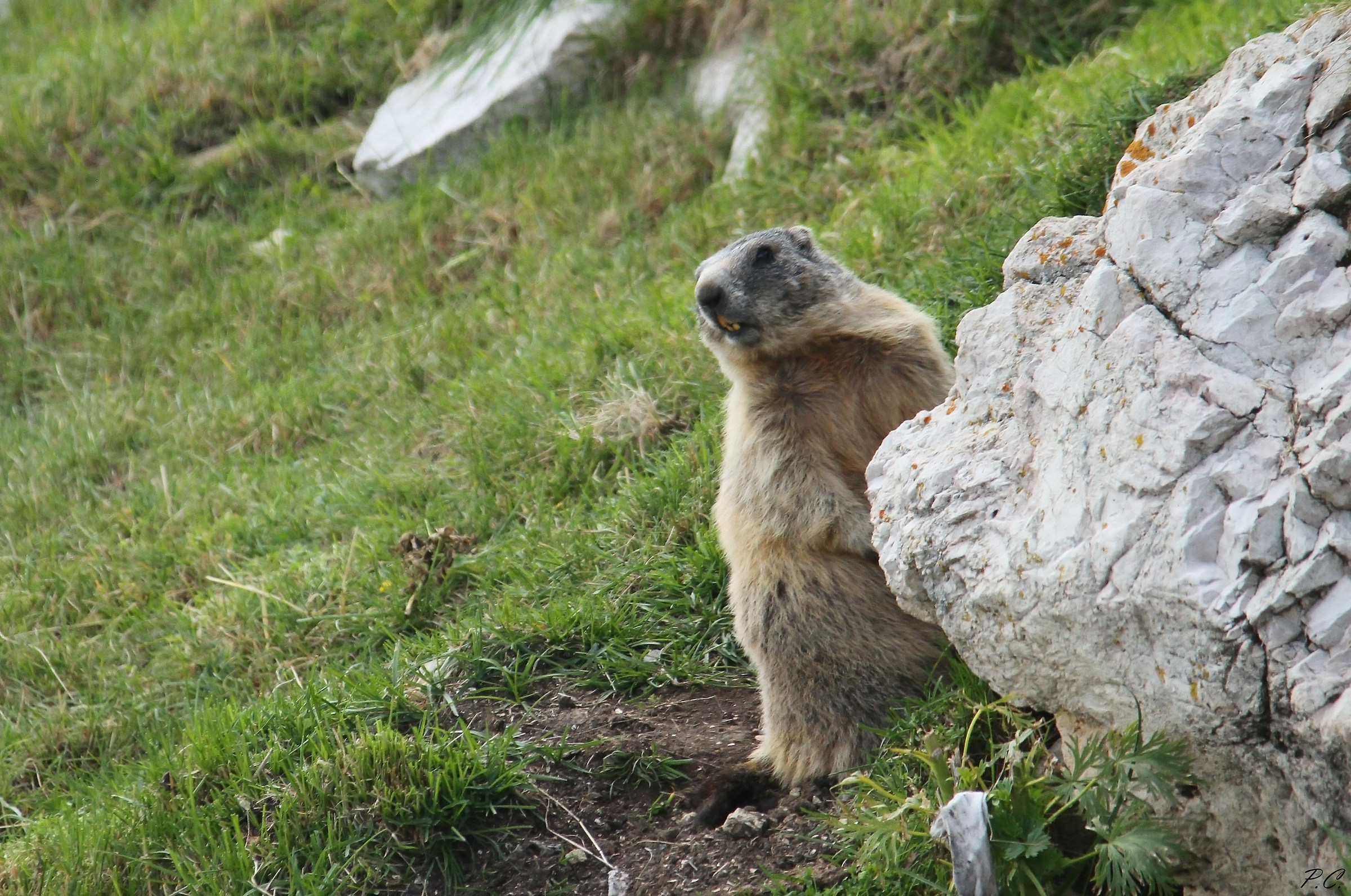The marmot and its den