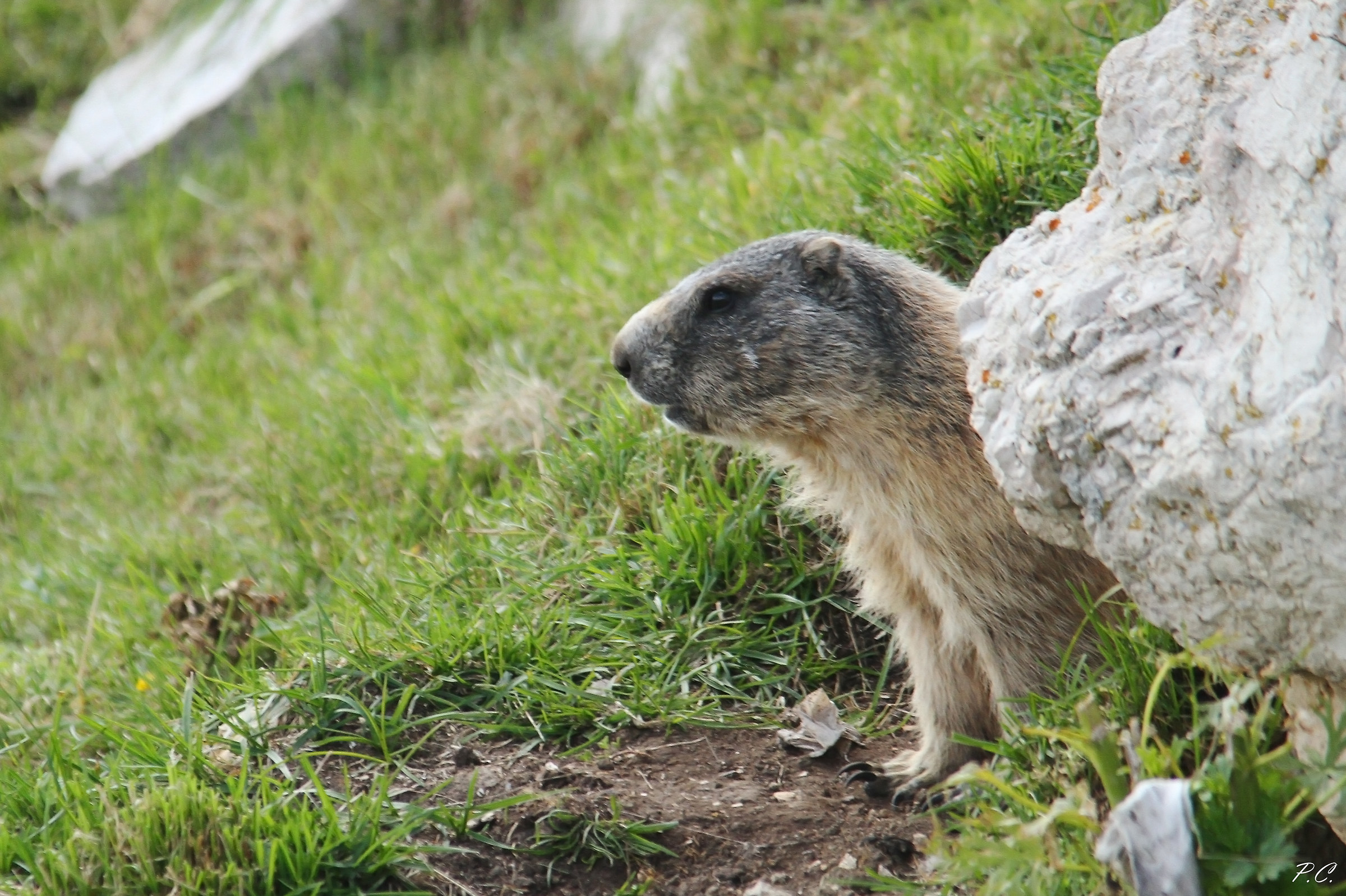 The marmot and its den