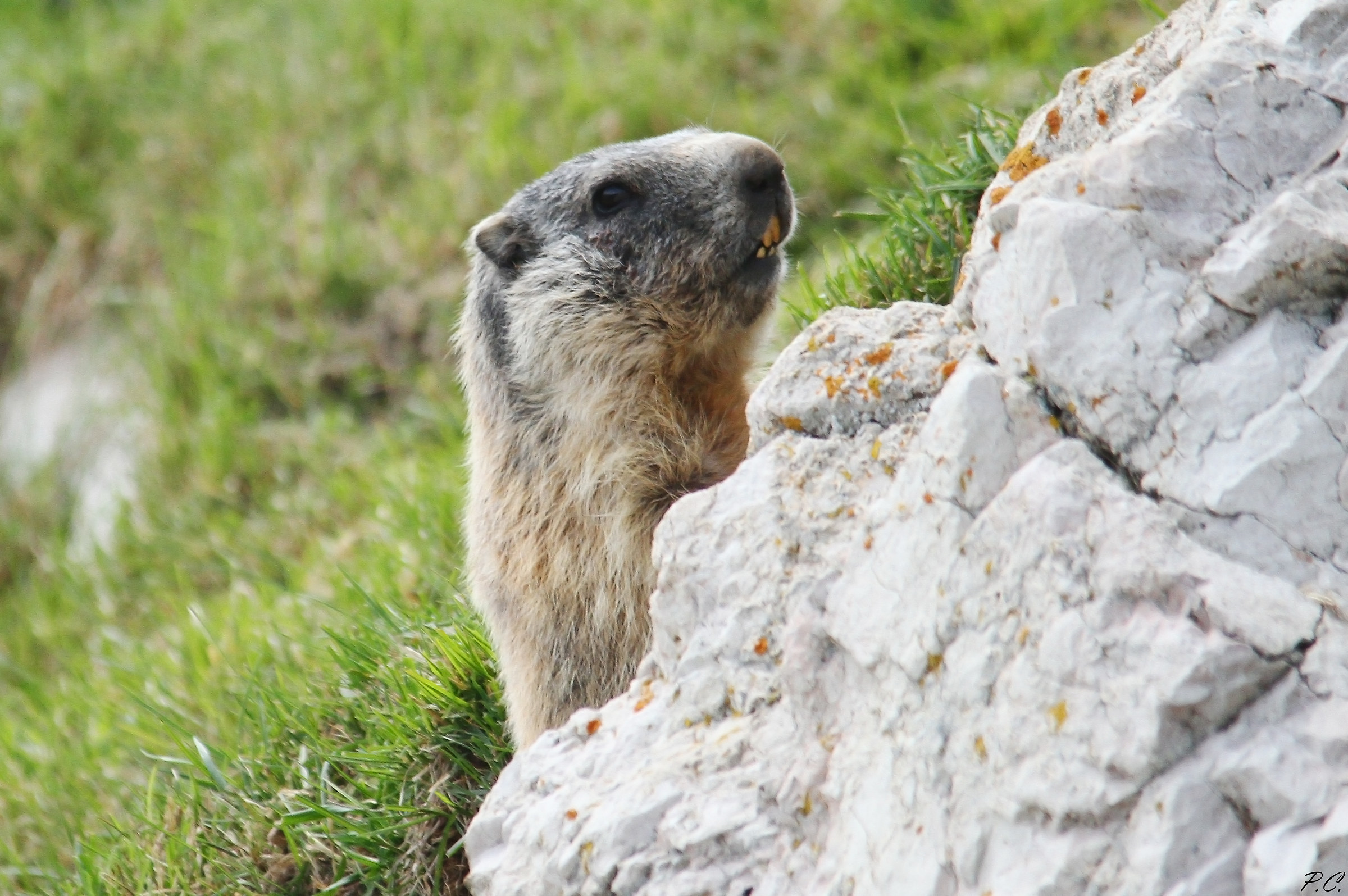 The marmot and its den