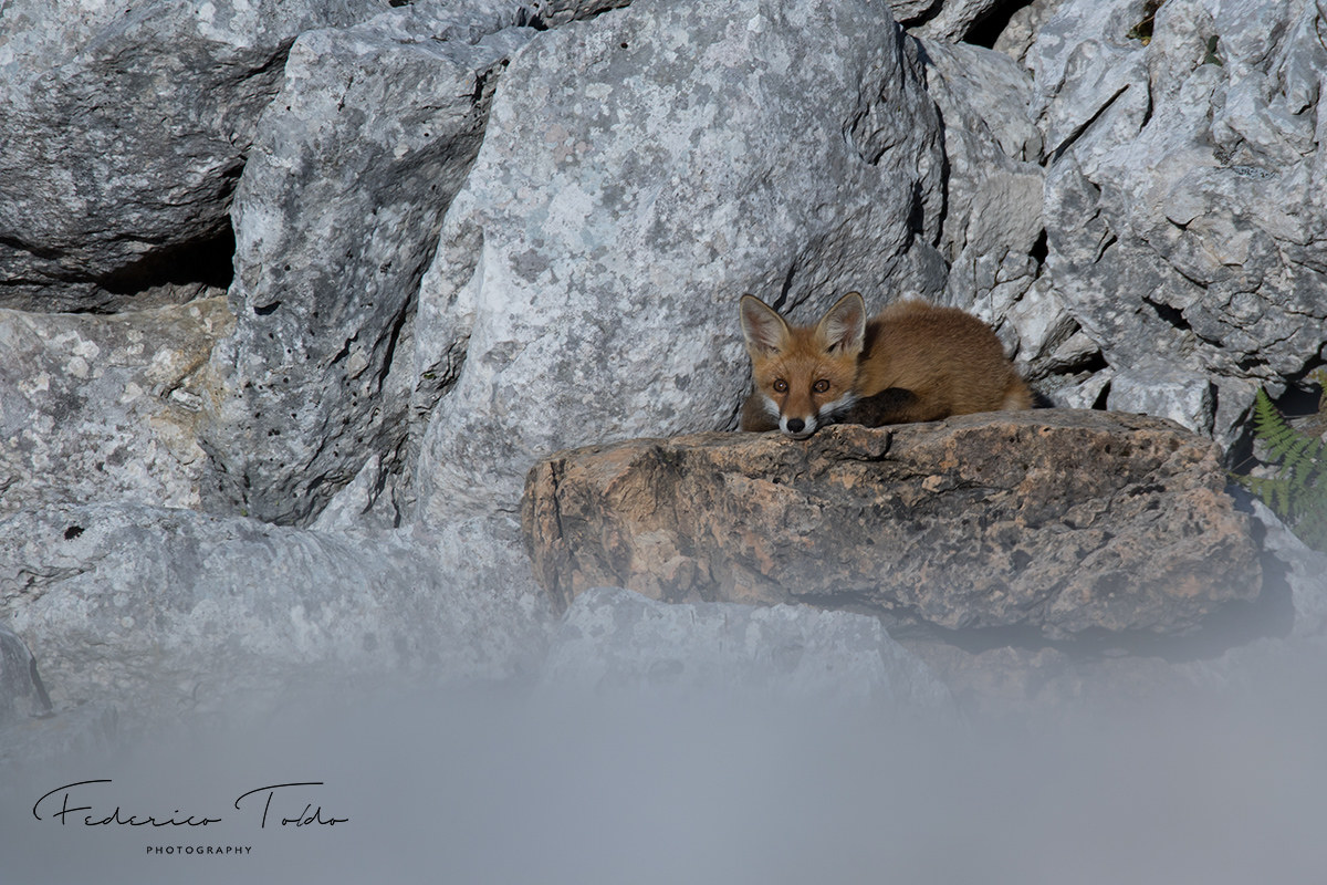 Il riposo della Volpe