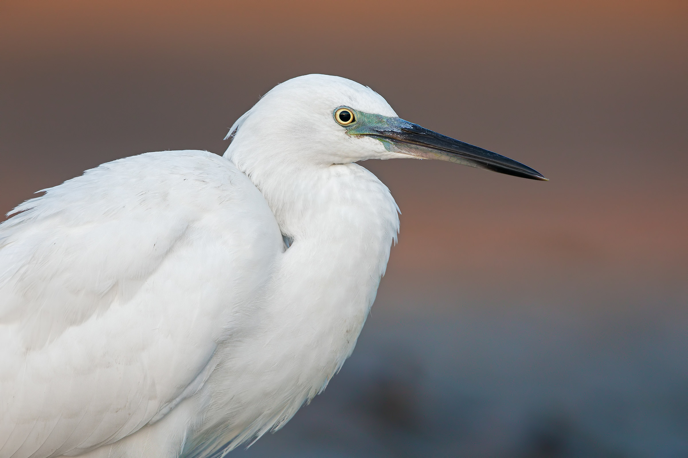 Egret