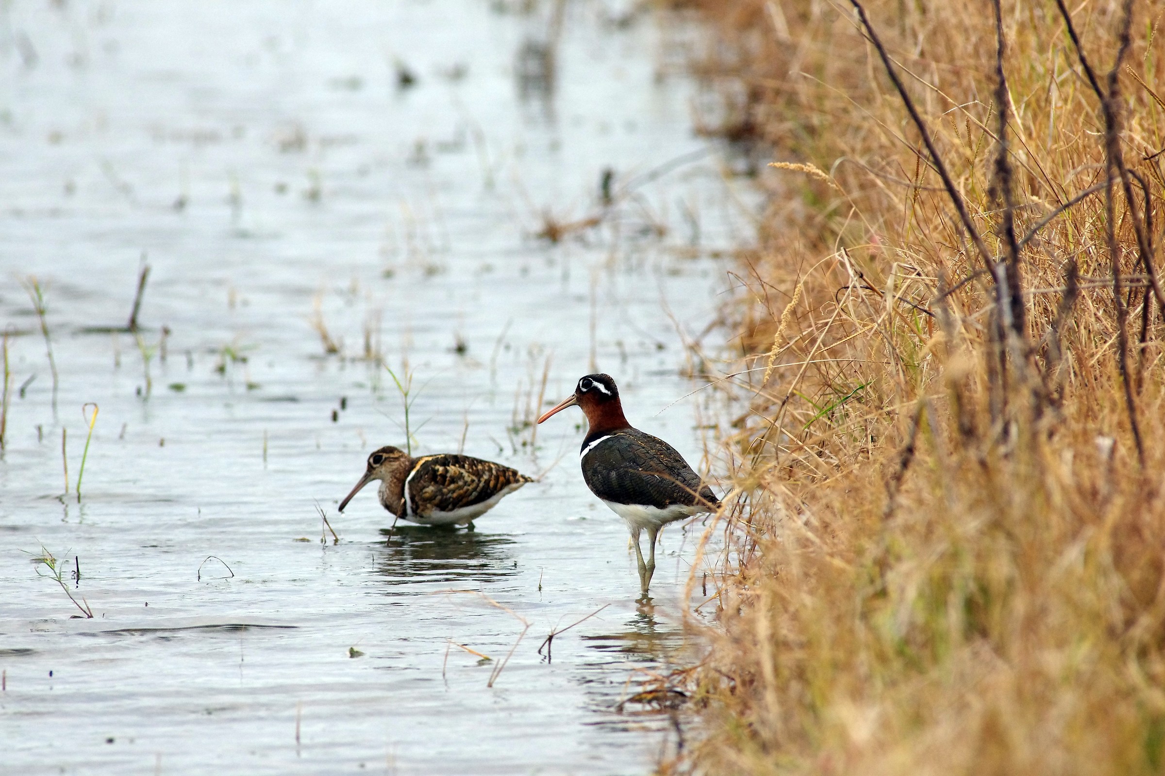 Grande dipinto-snipe