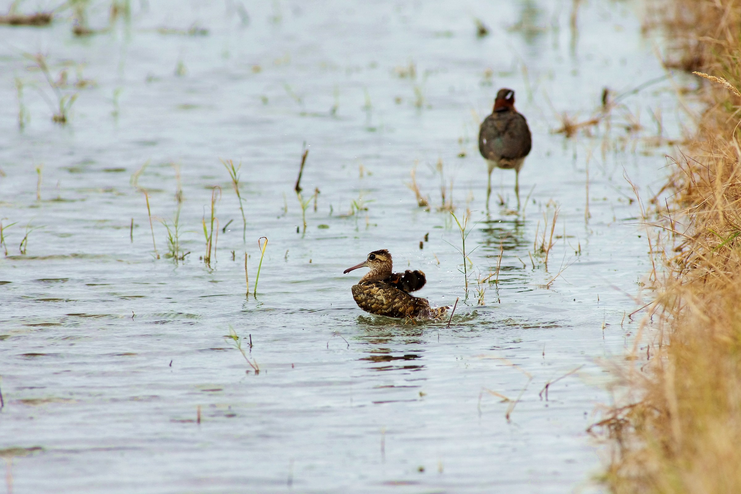 Greater Painted-snipe