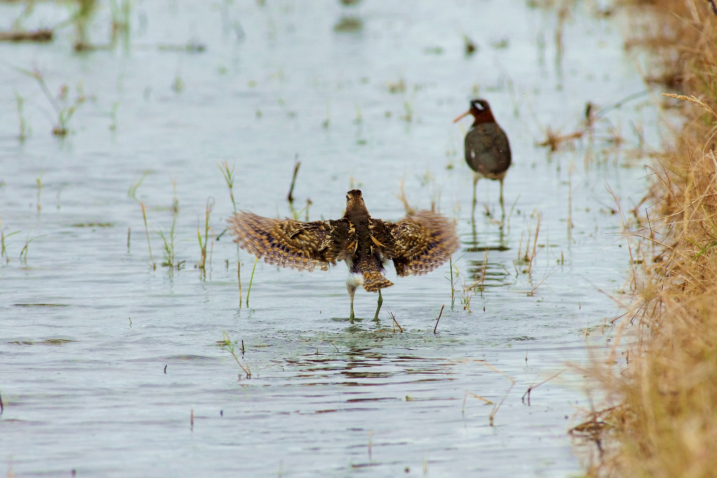 Grande dipinto-snipe