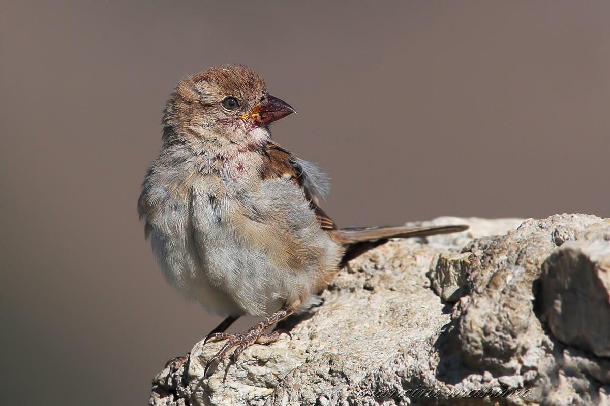 pullo of Italy sparrow (Passer italiae)