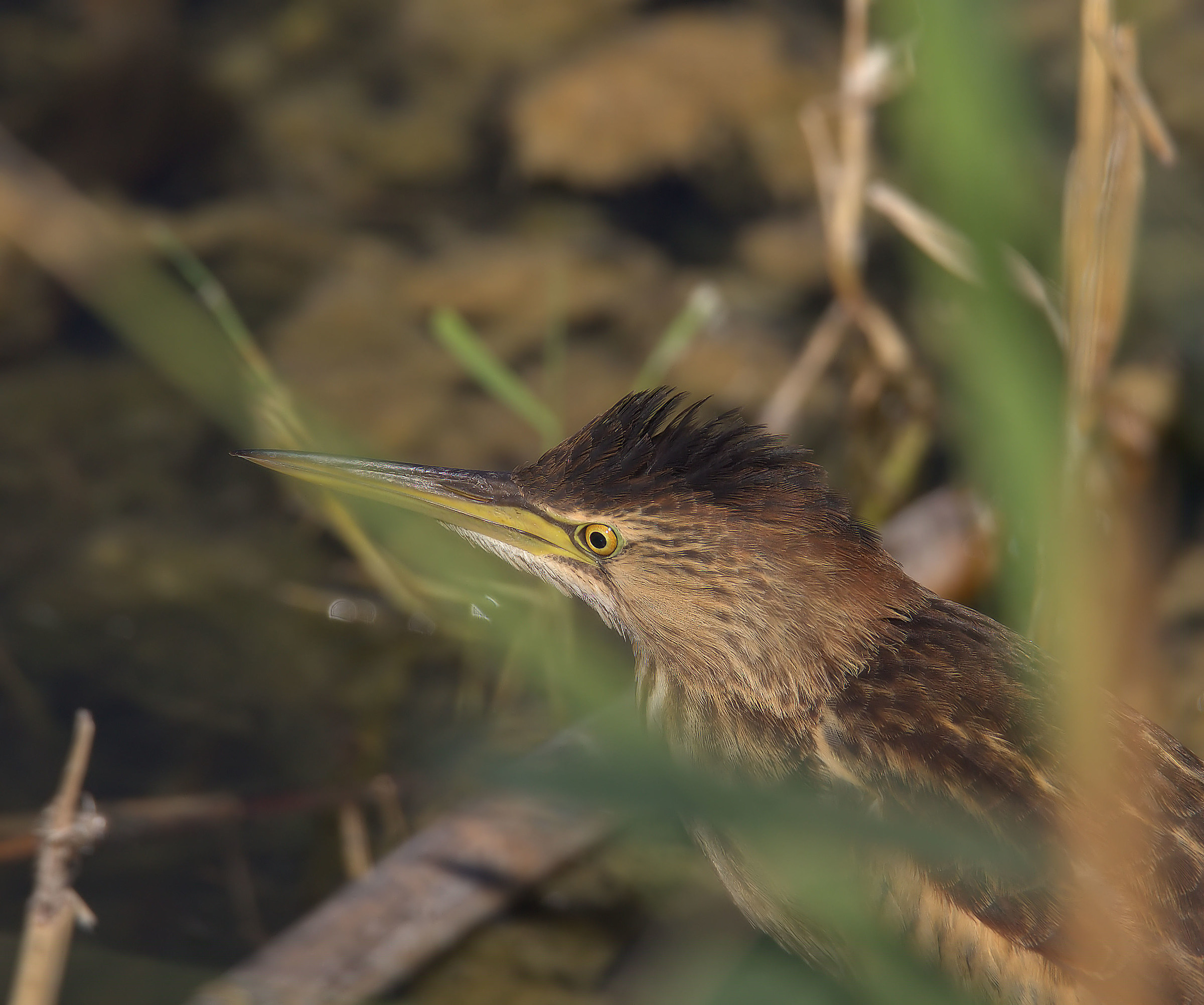 Bittern