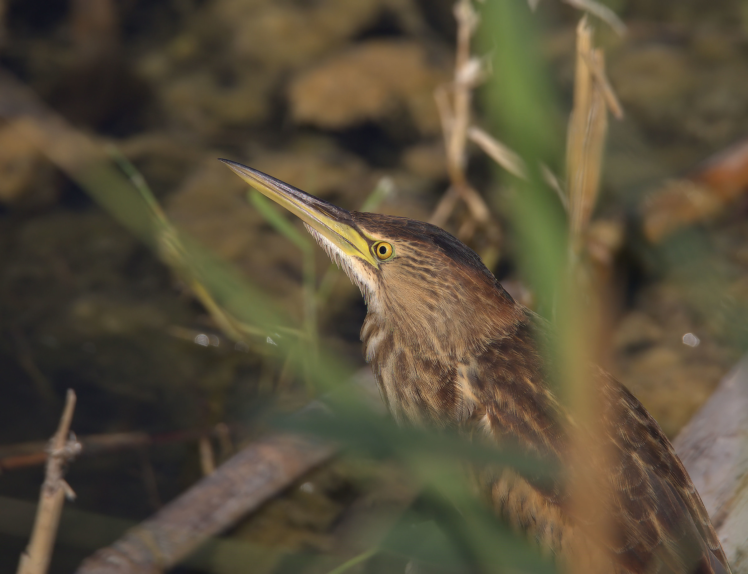 Bittern