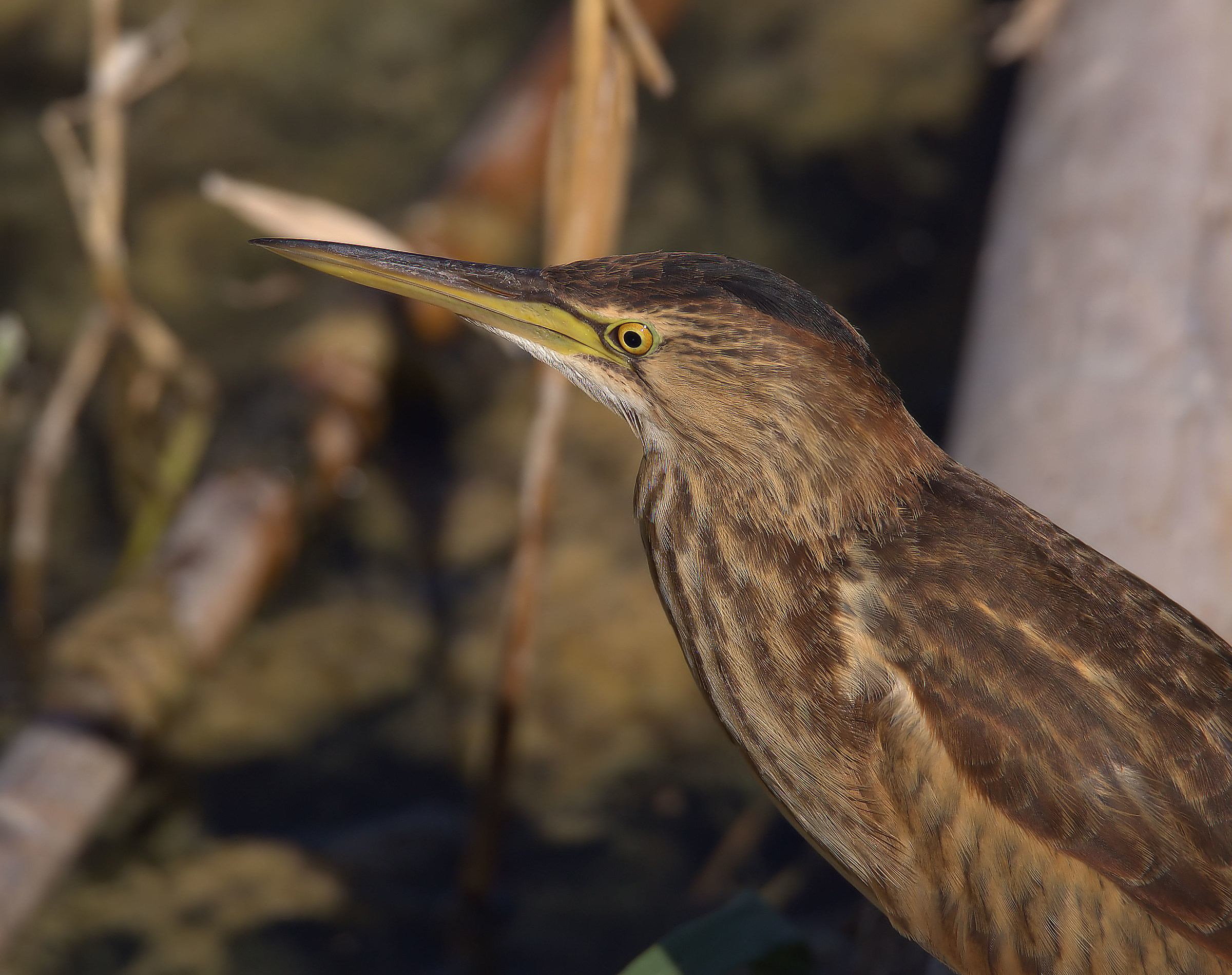 Bittern