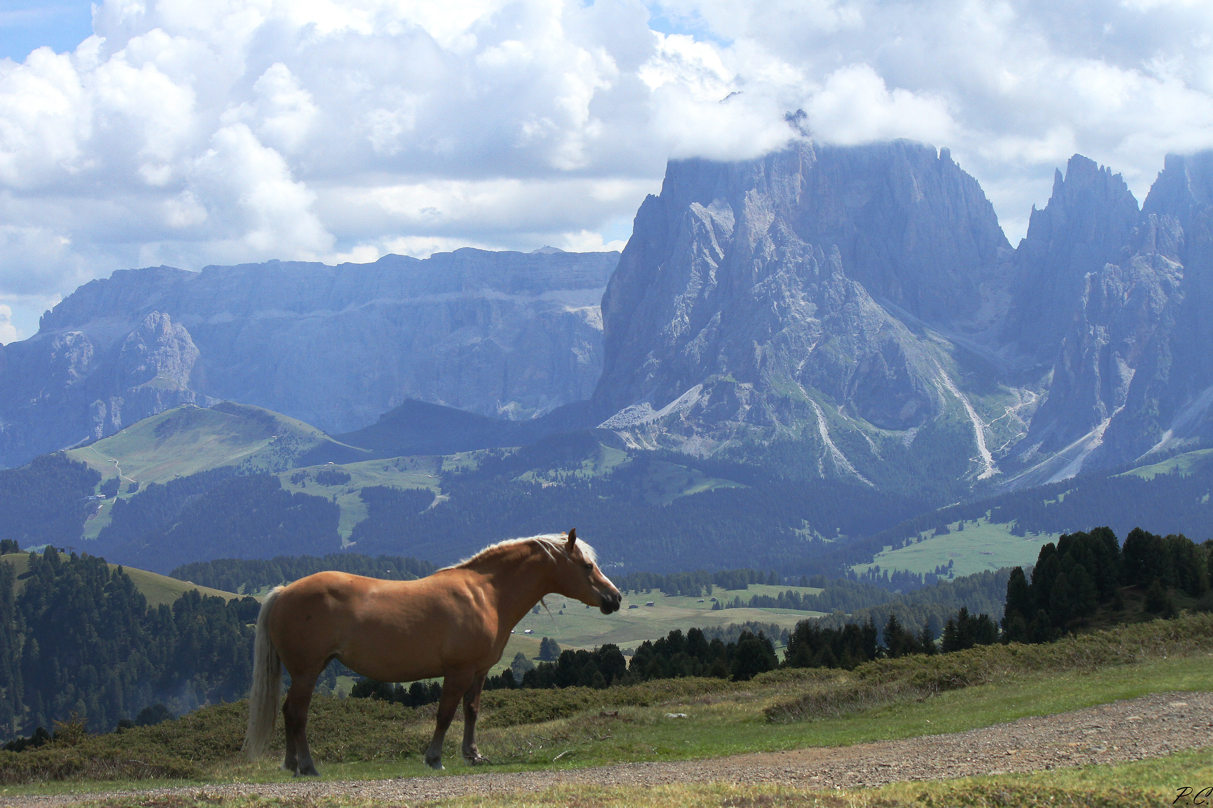 Mountain horse