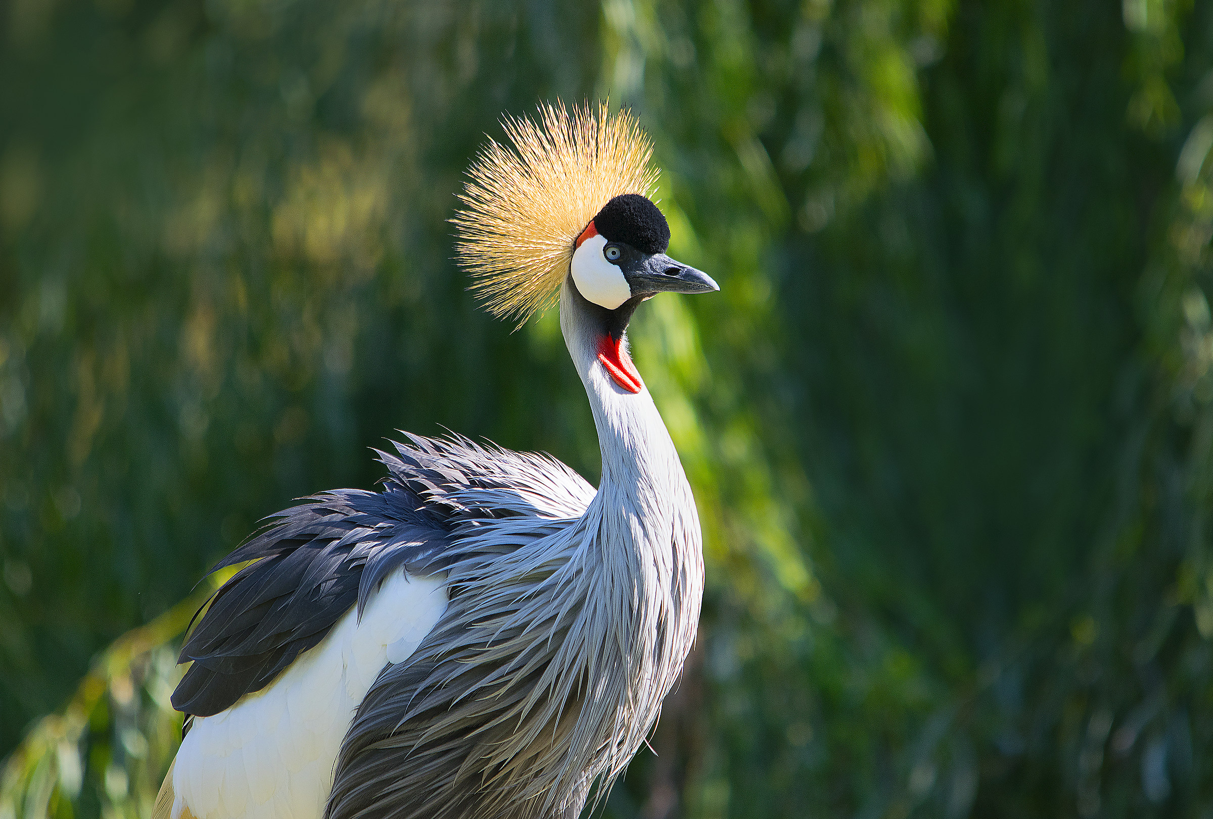 Gru Coronata (Balearica regulorum)