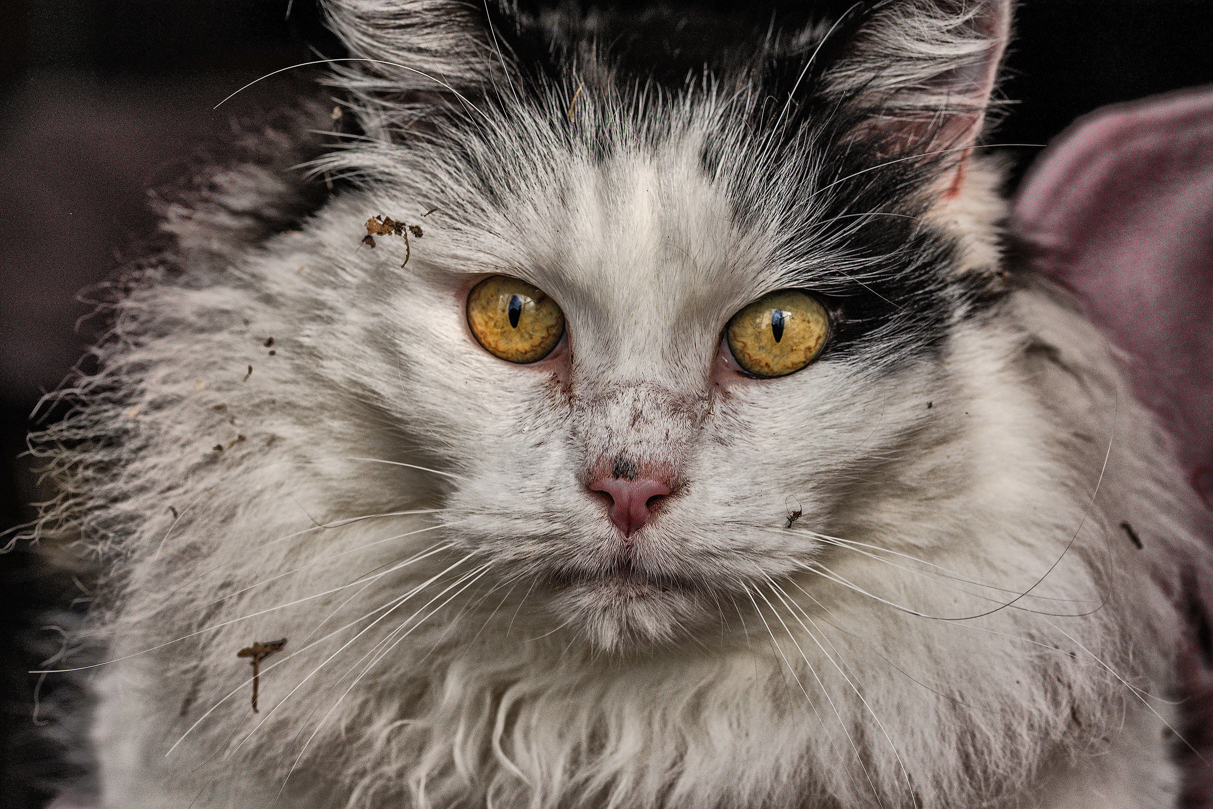 Meo dopo il combattimento 2