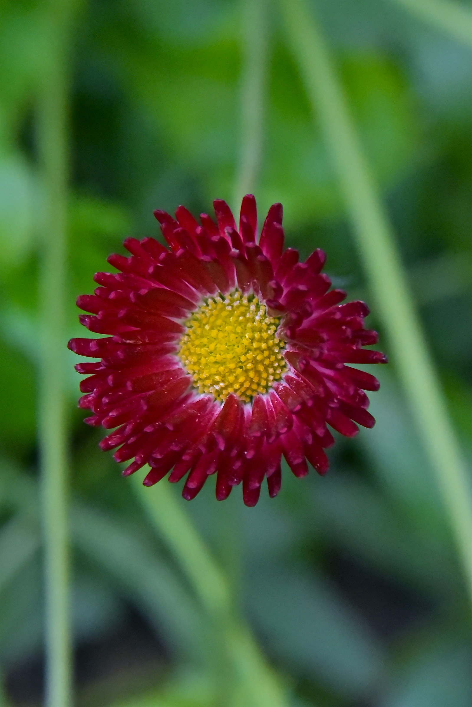 In the botanical garden of akureyri, northern island