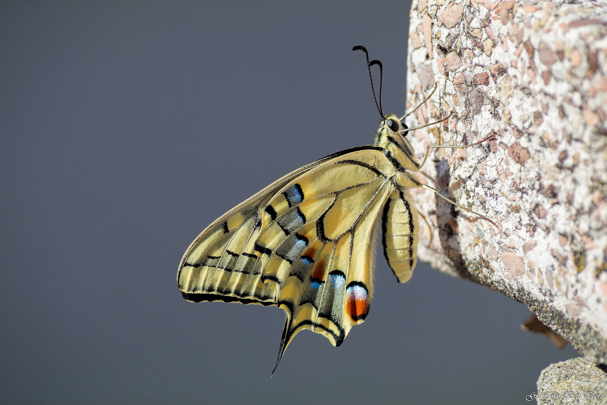 Papilio machaon