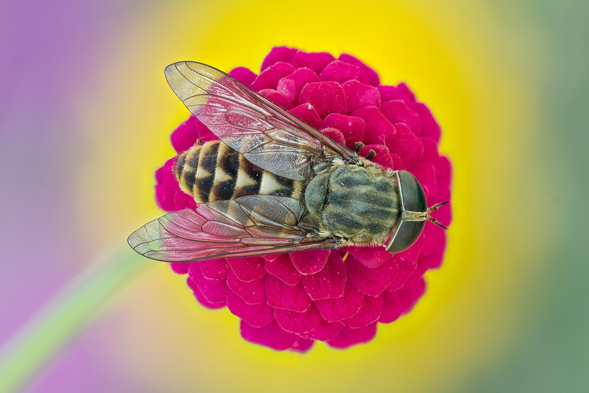 Hoverfly