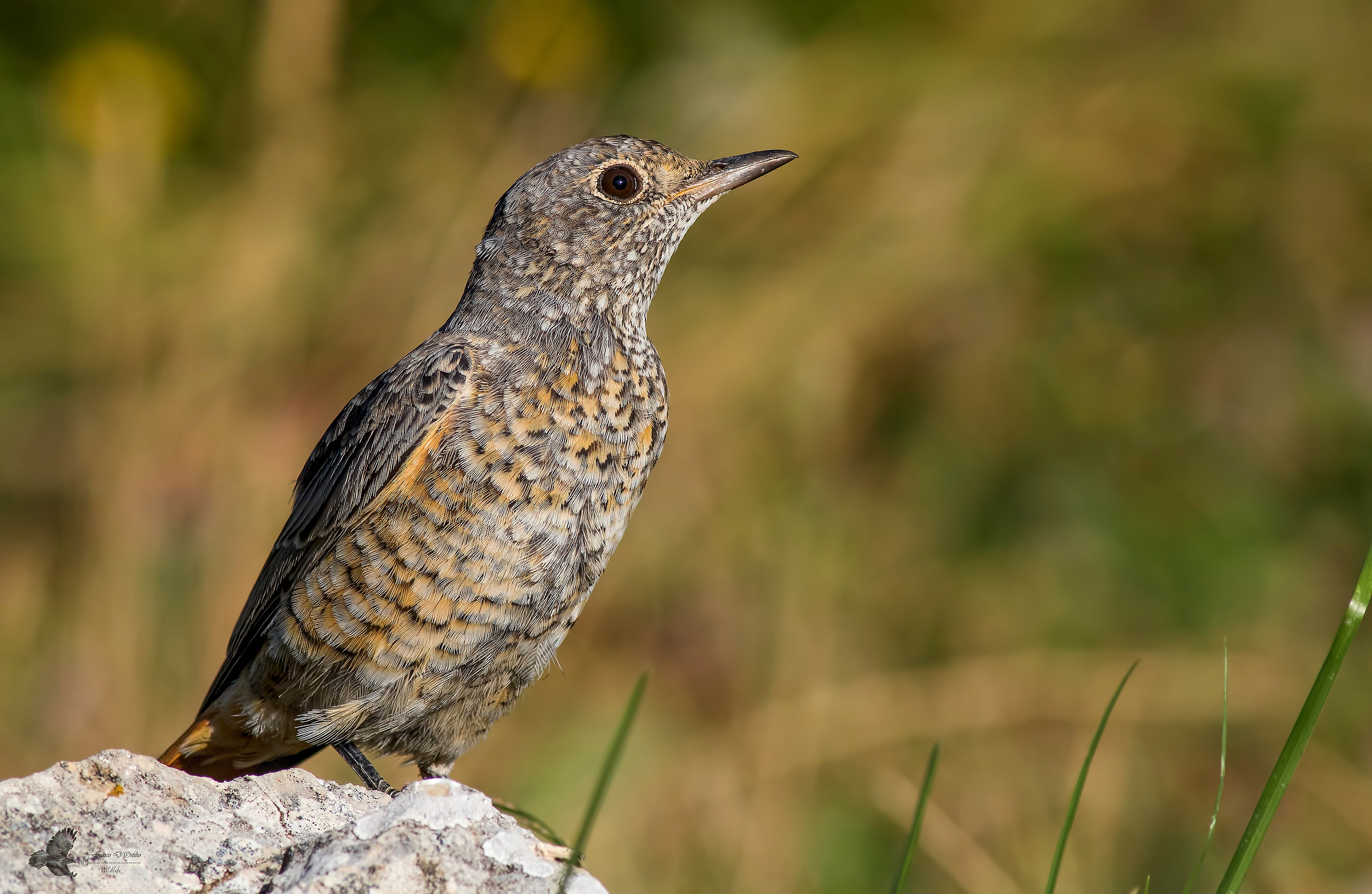 Codixone - Monticola saxatilis