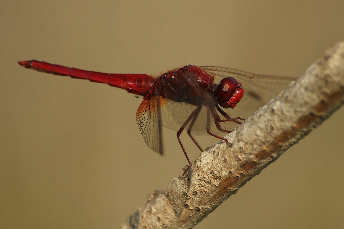 libellula