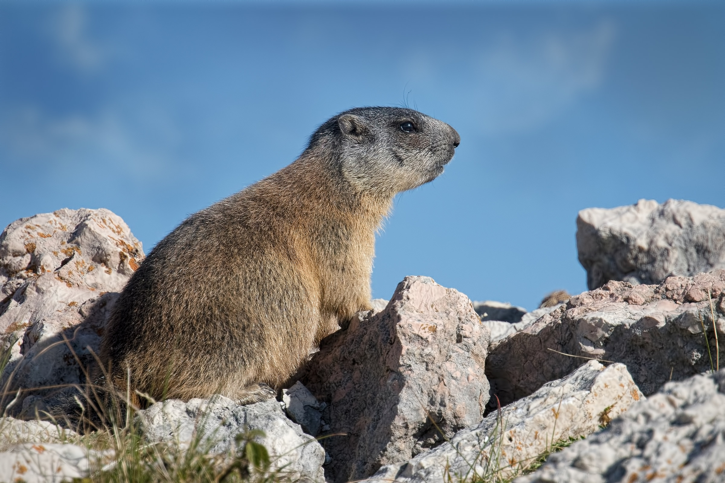 Marmot