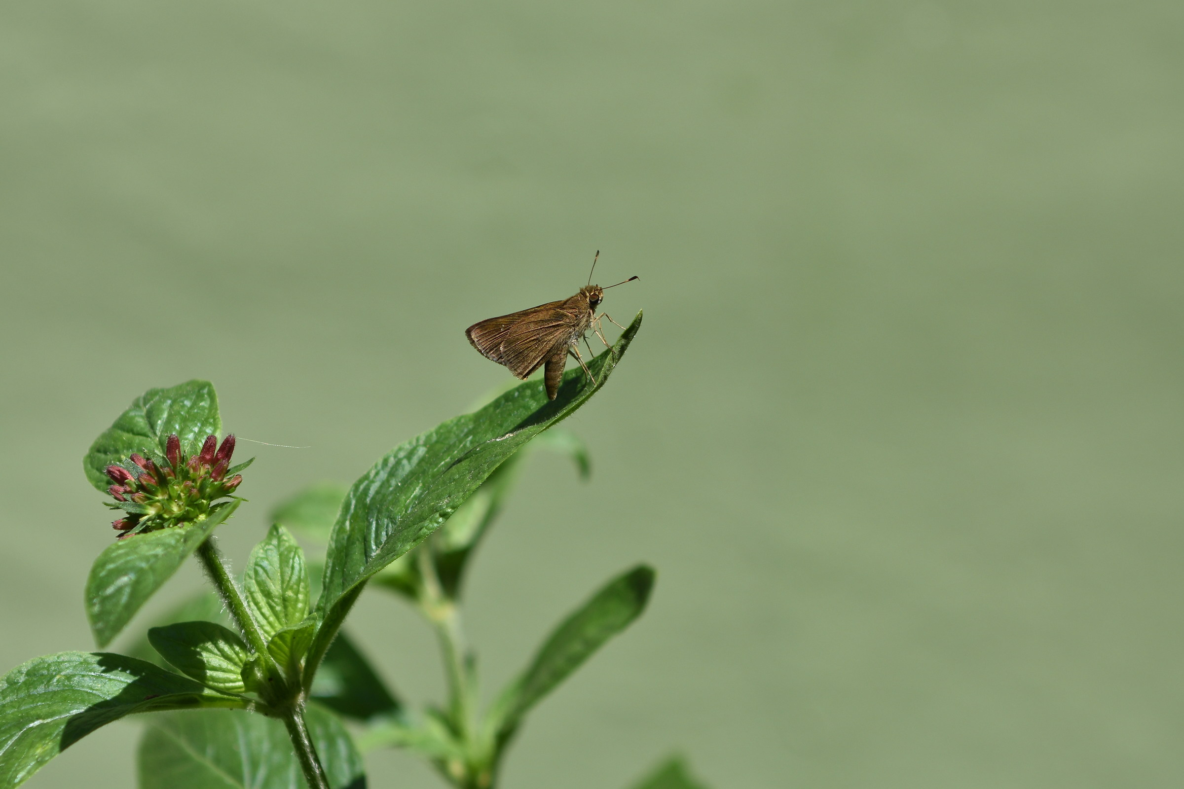 Mariposa cafe oscuro
