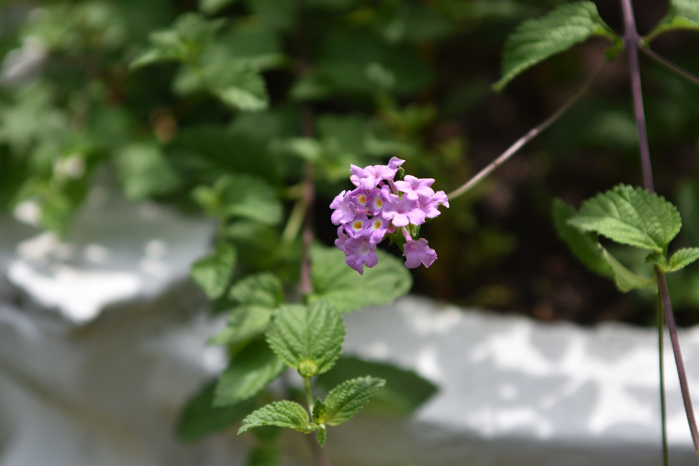 Florecitas rosado lila