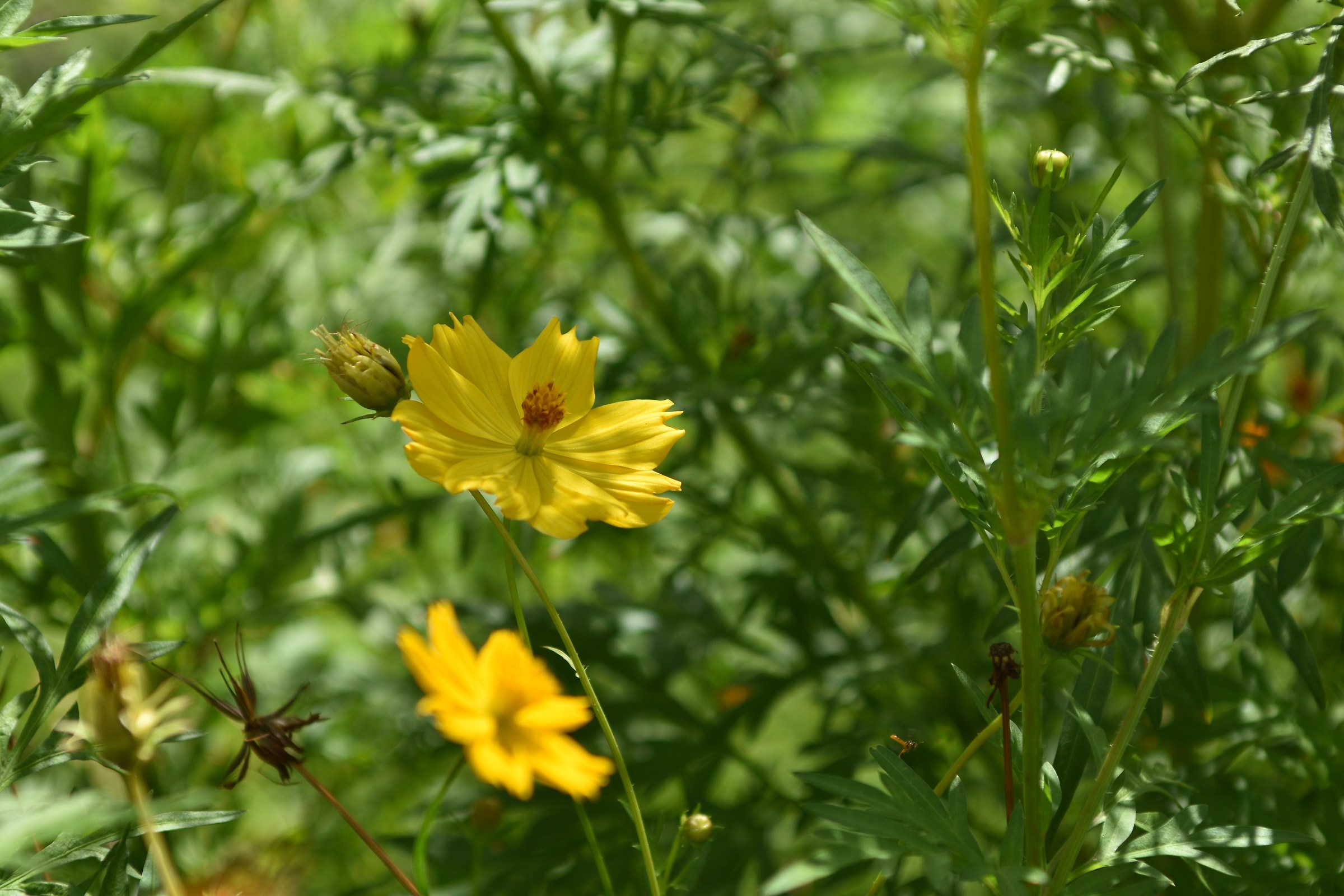 Flor amarrilla de fondo