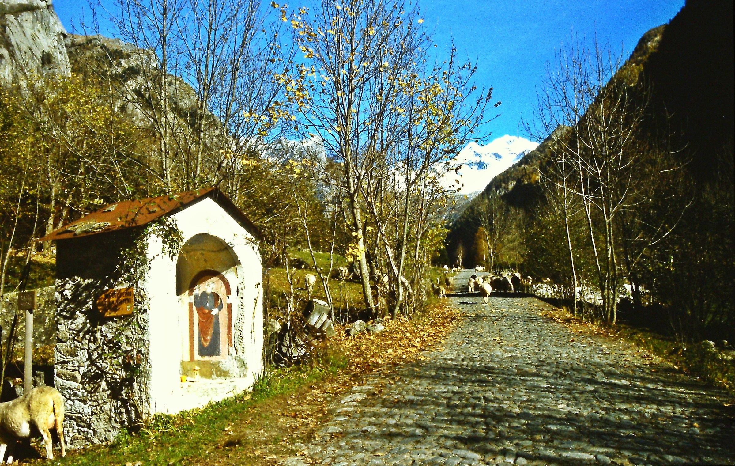 185 - beltà oleografica - SO Val Masino