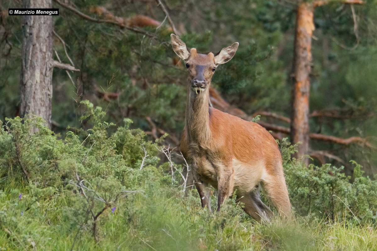 Young male deer